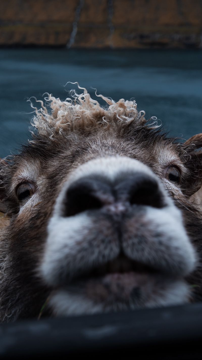 Download Wallpaper 800x1420 Sheep, Funny, Animal, Cute, Peeking Iphone Se 5s 5c 5 For Parallax HD Background