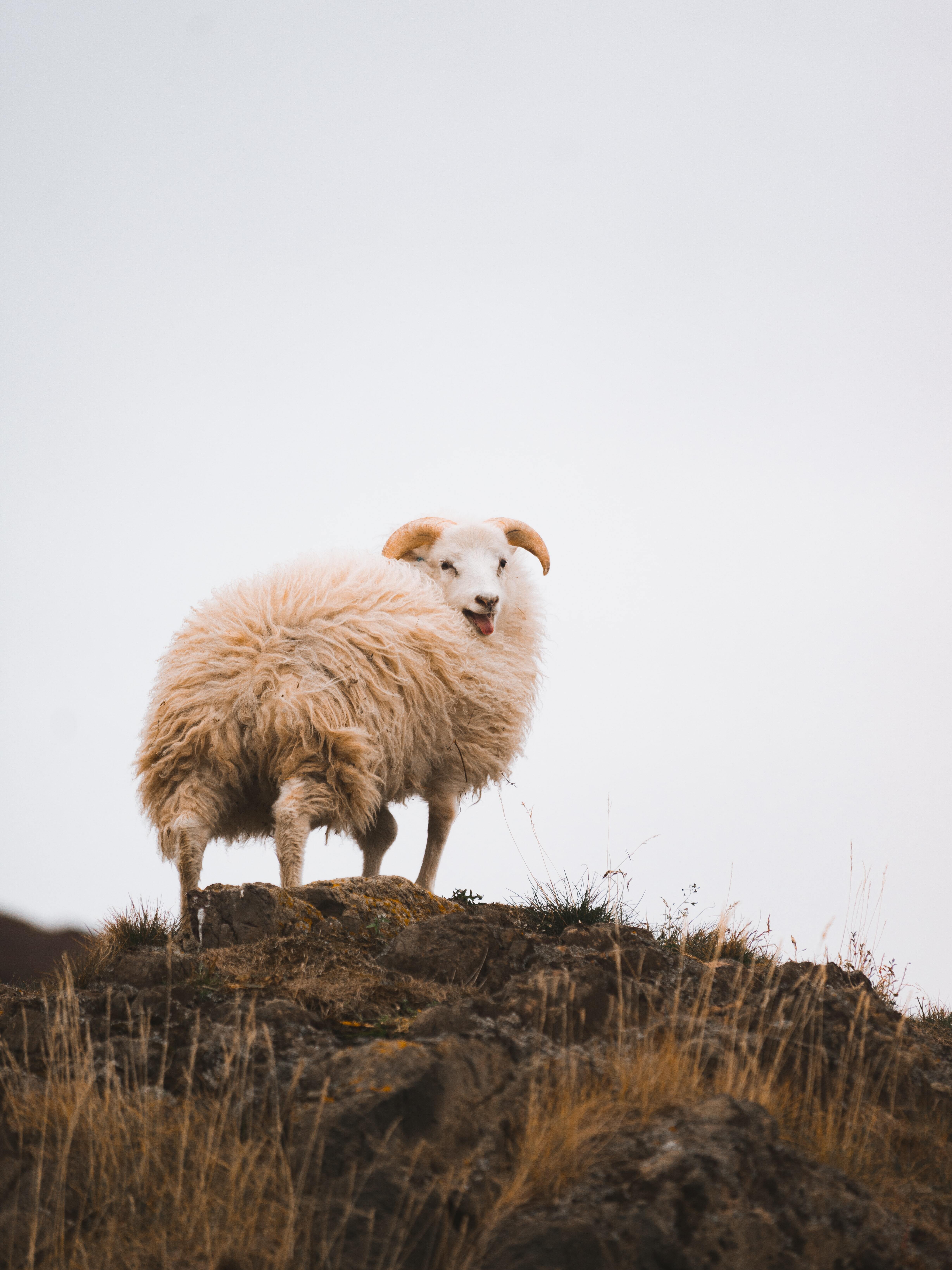 White Indian Mountain Sheepx6549 resolution wallpaper