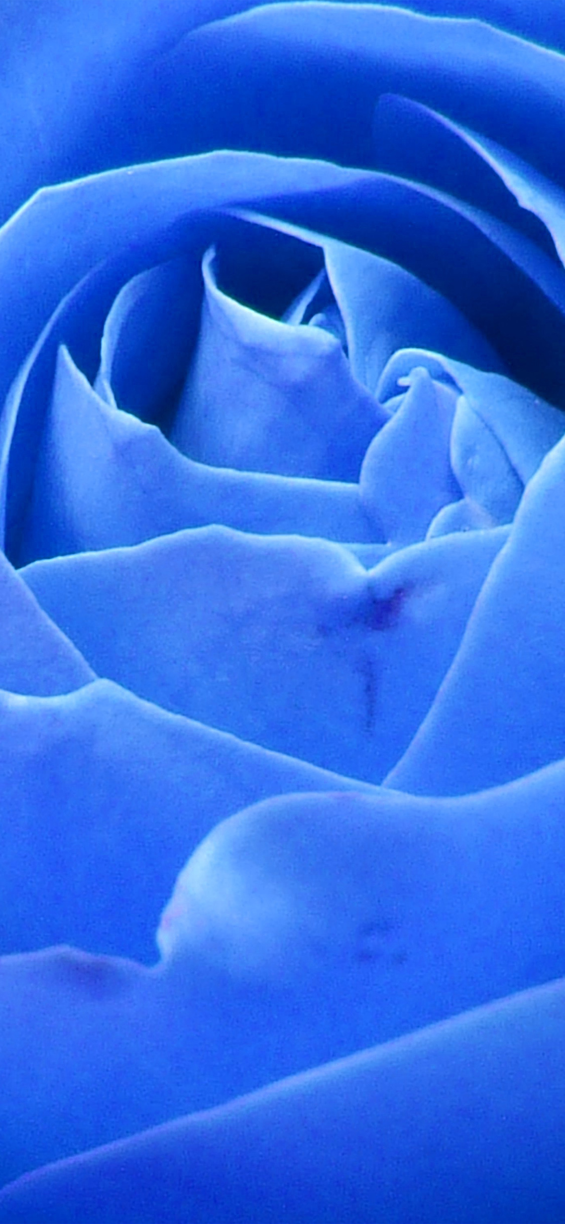 iPhone X wallpaper. rose blue nature flower