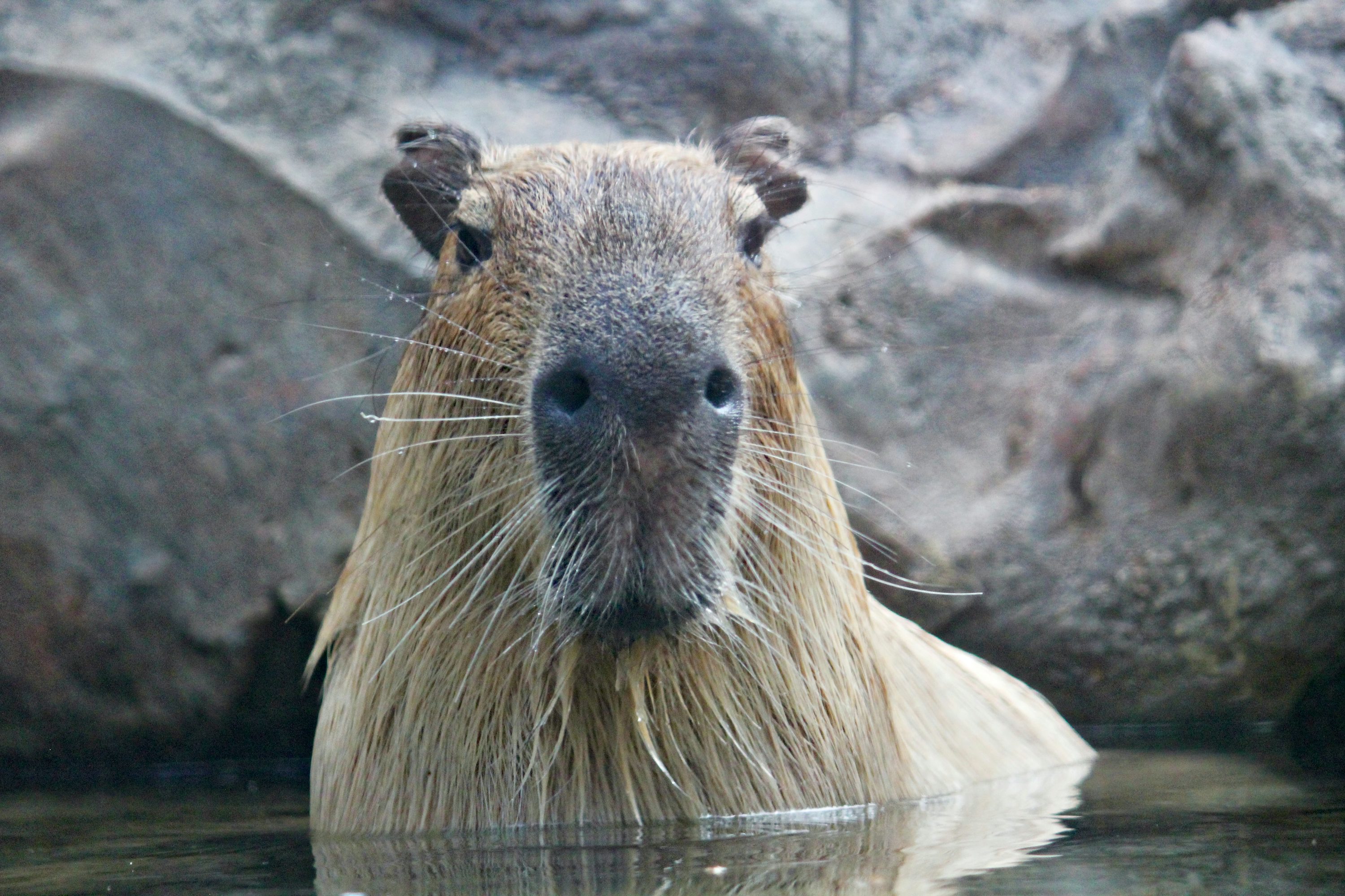 50,Capybara Picture. Download Free Image