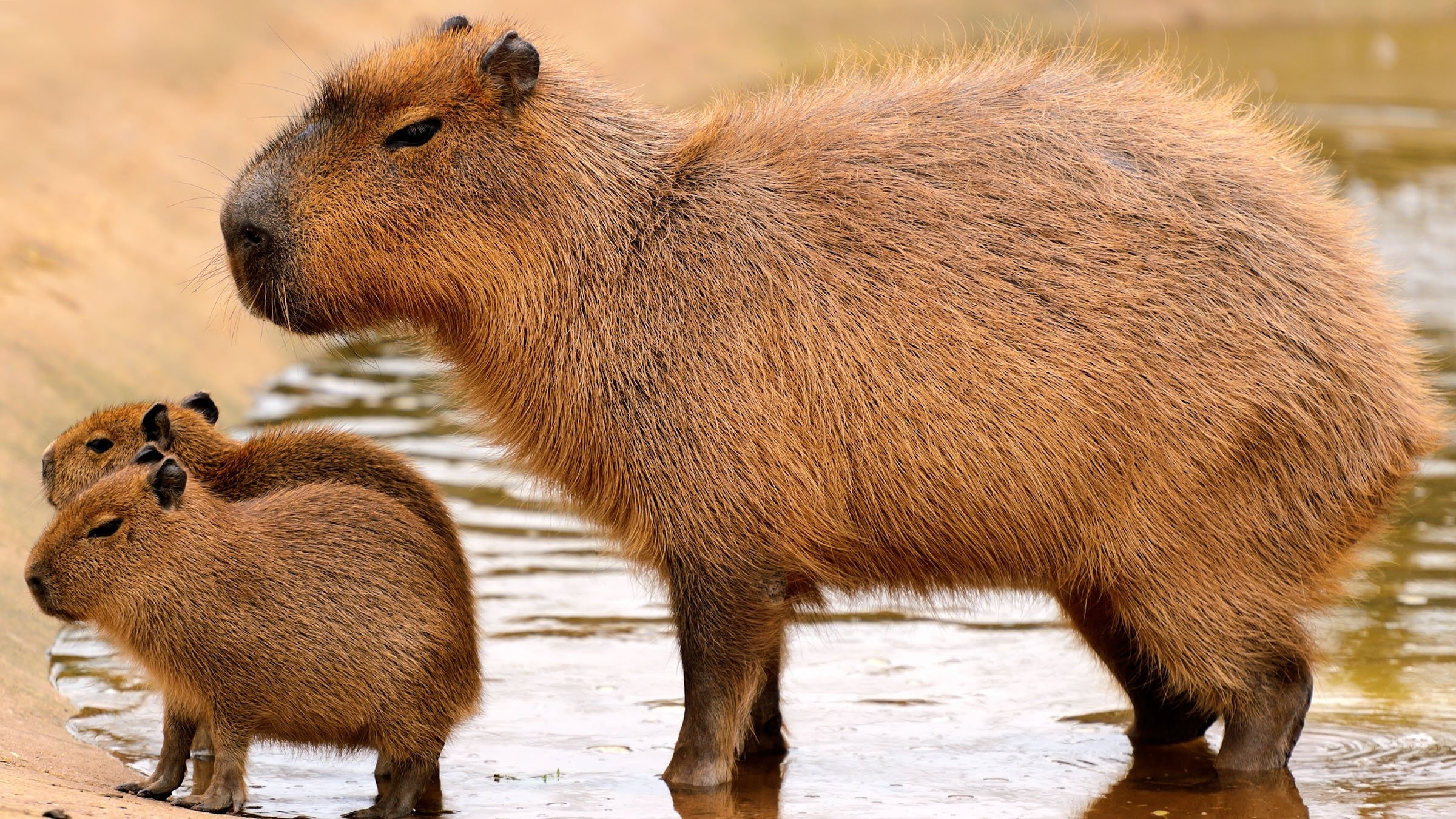 Capybara Wallpaper
