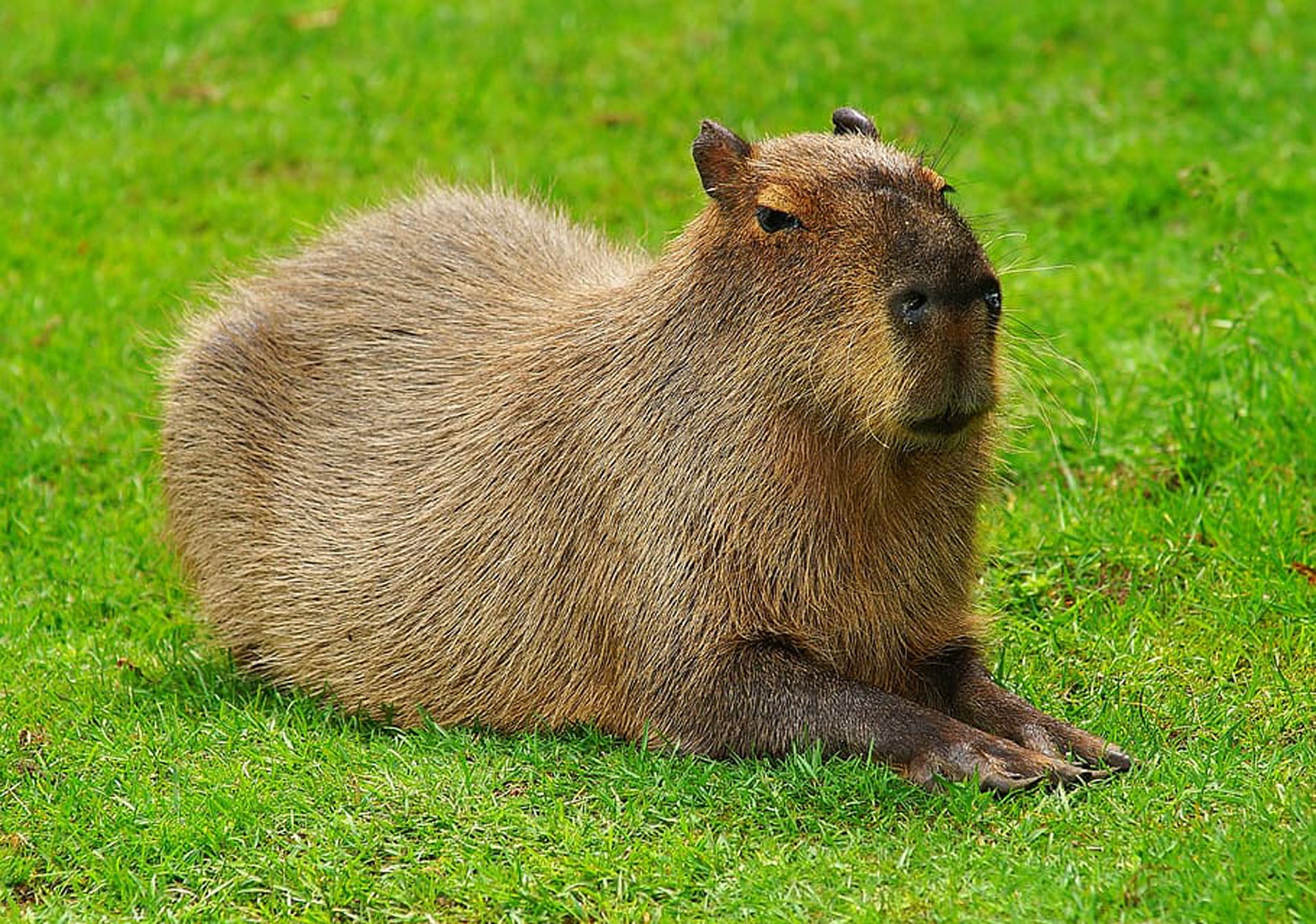 Wallpaper South America, Rodents, capybara for mobile and desktop, section животные, resolution 1920x1348