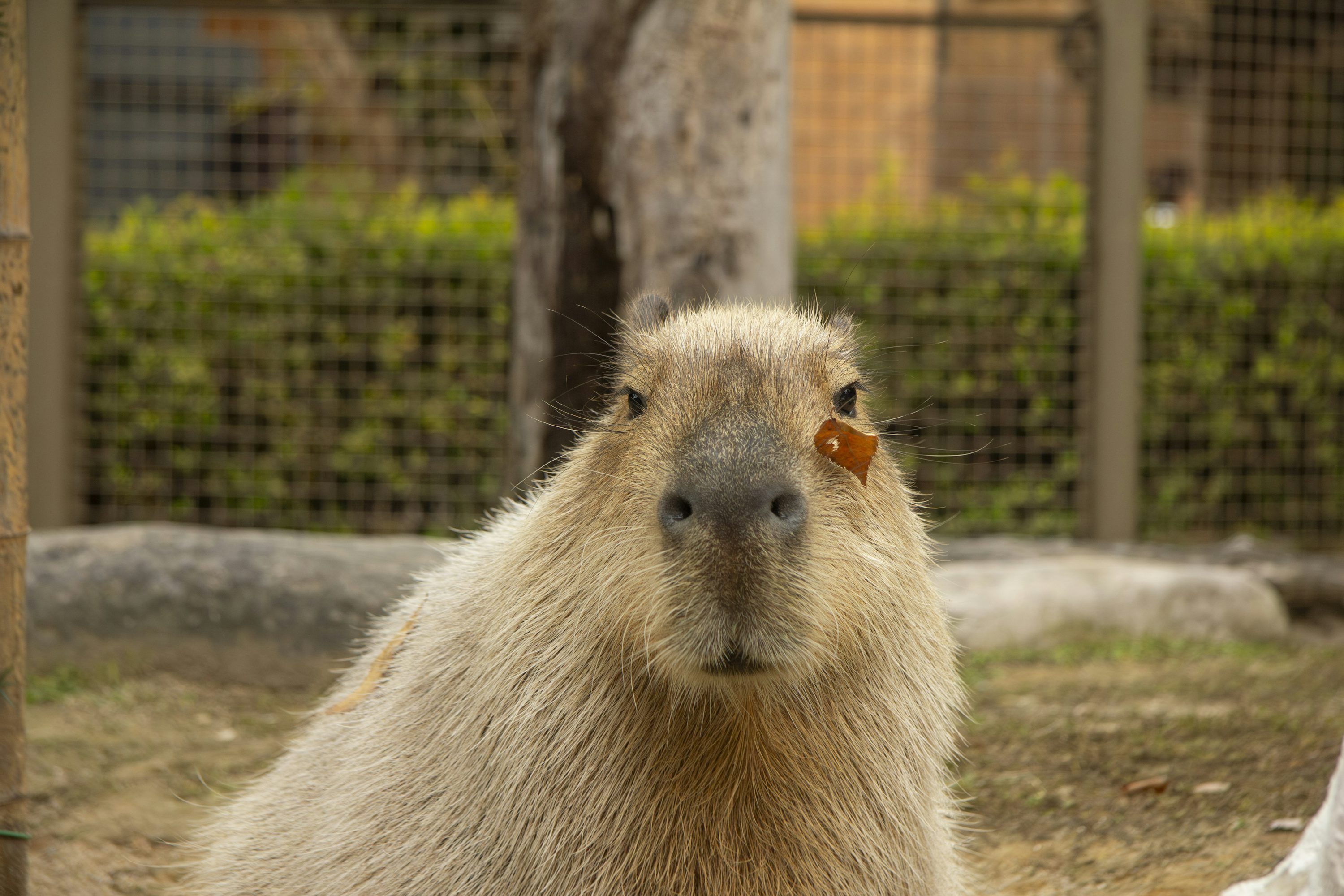 50,Capybara Picture. Download Free Image