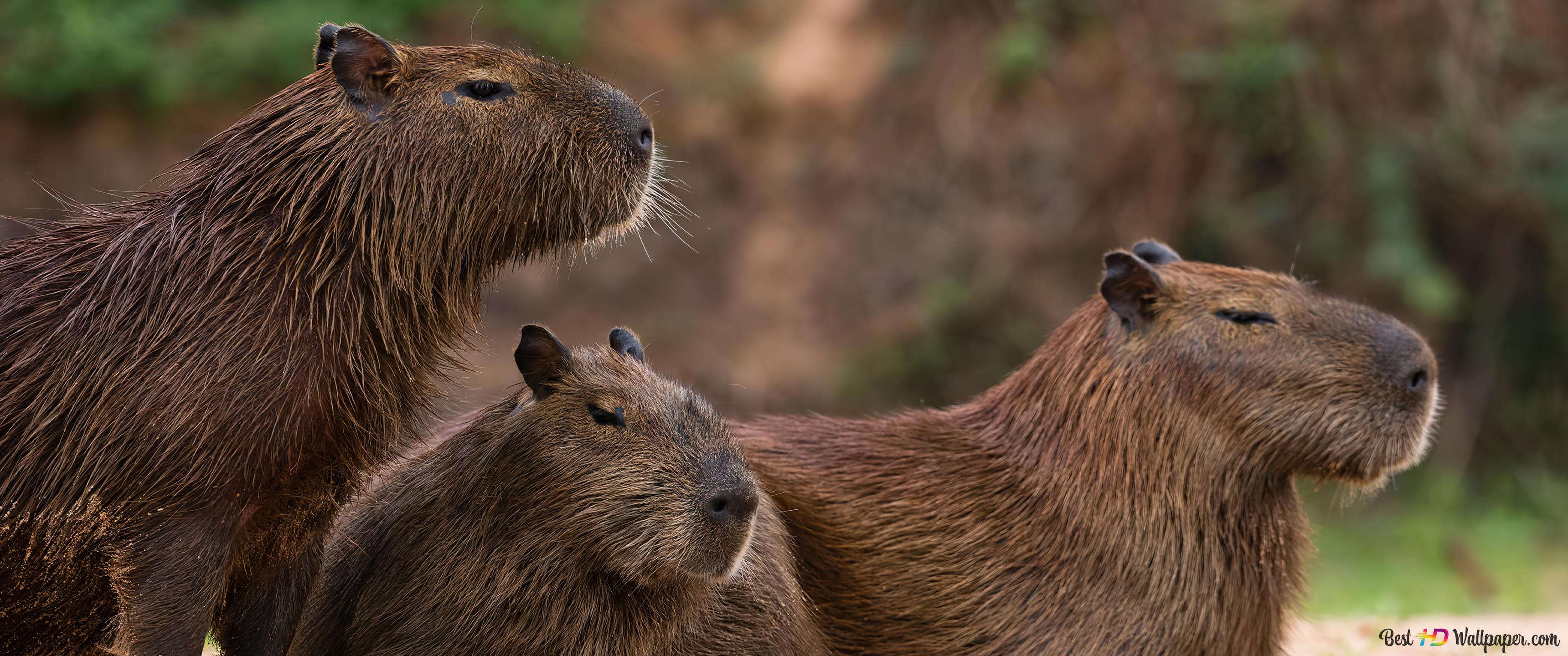 Capybara chilling animal 4K wallpaper download