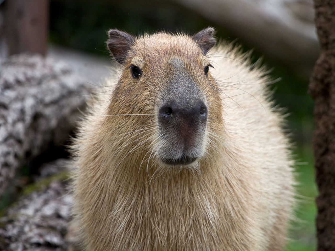 Download wallpaper 1280x960 capybara, muzzle, nose standard 4:3 HD background