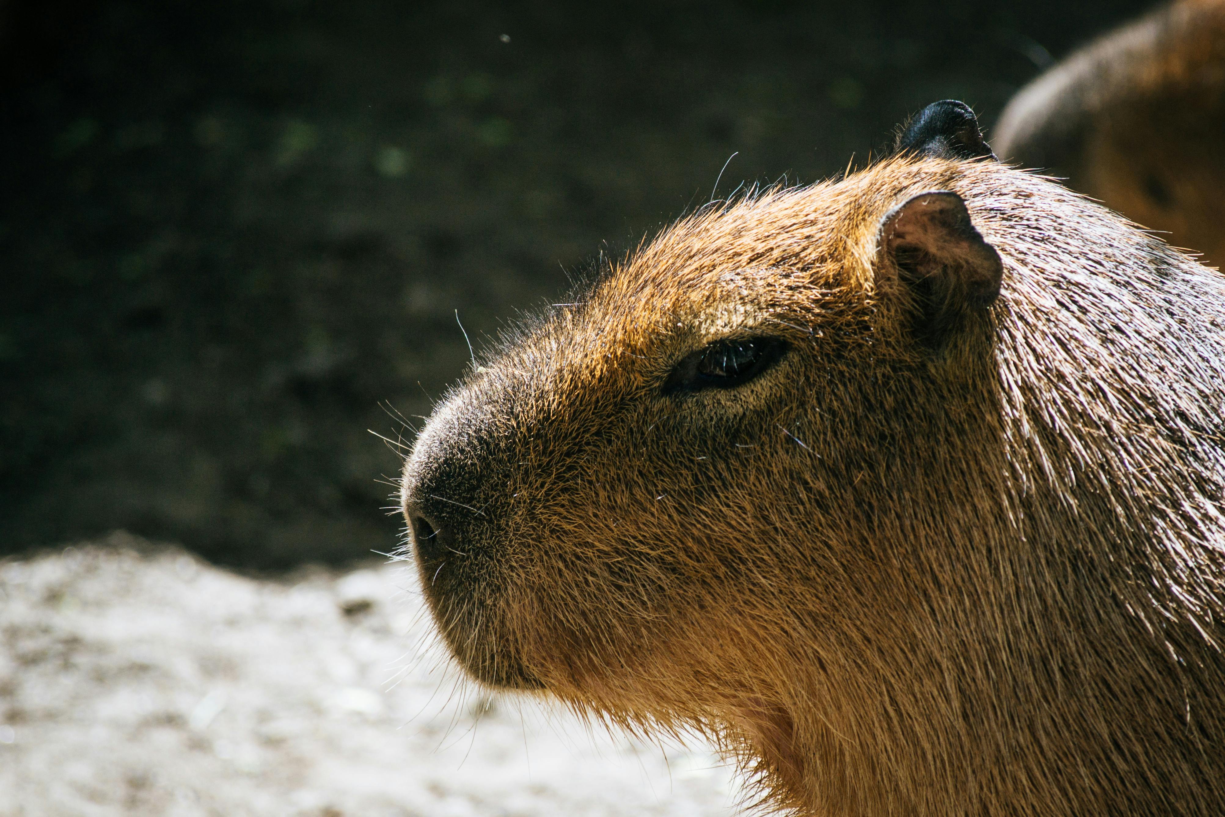 Capybara Photo, Download The BEST Free Capybara & HD Image