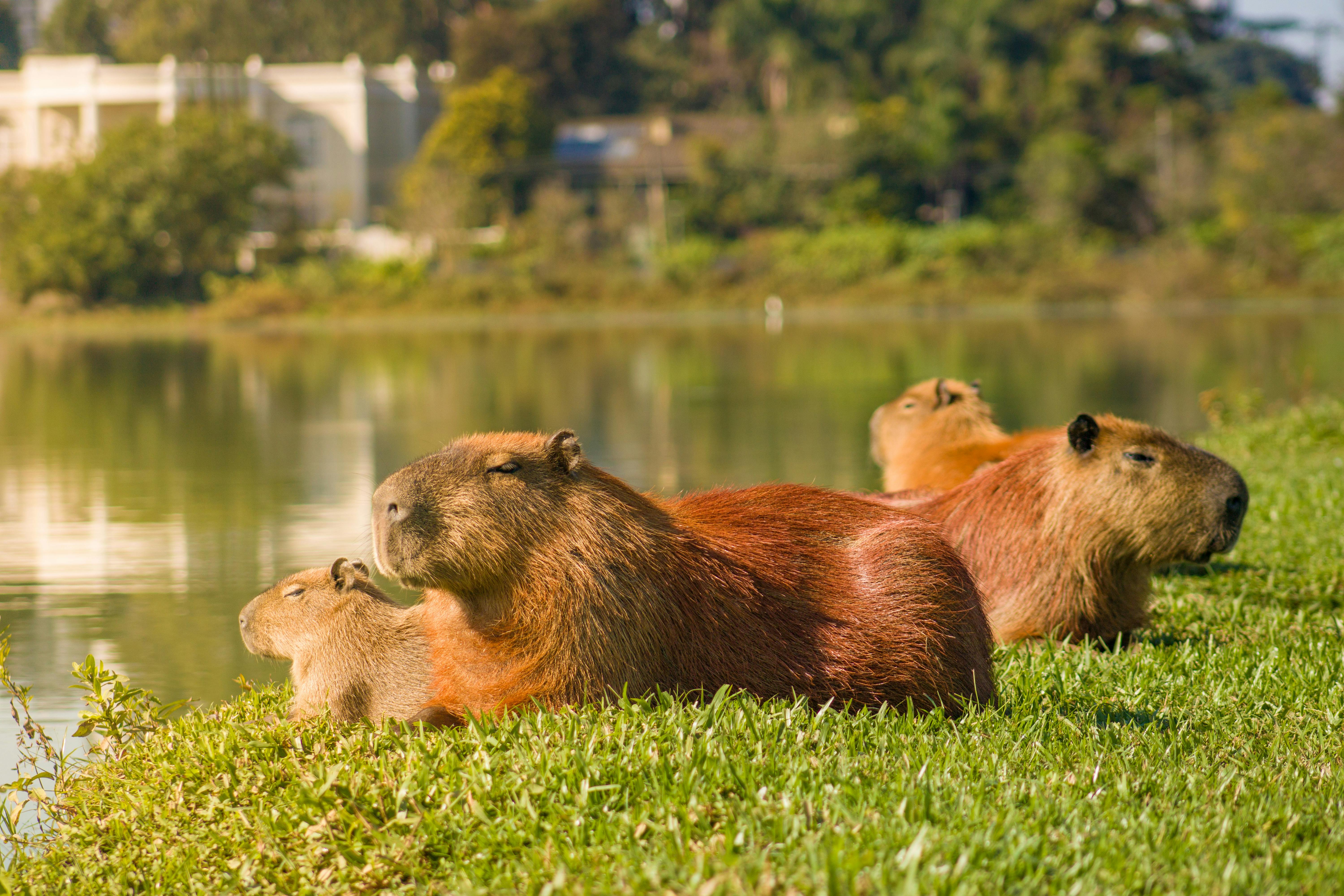 Capybara Photo, Download The BEST Free Capybara & HD Image