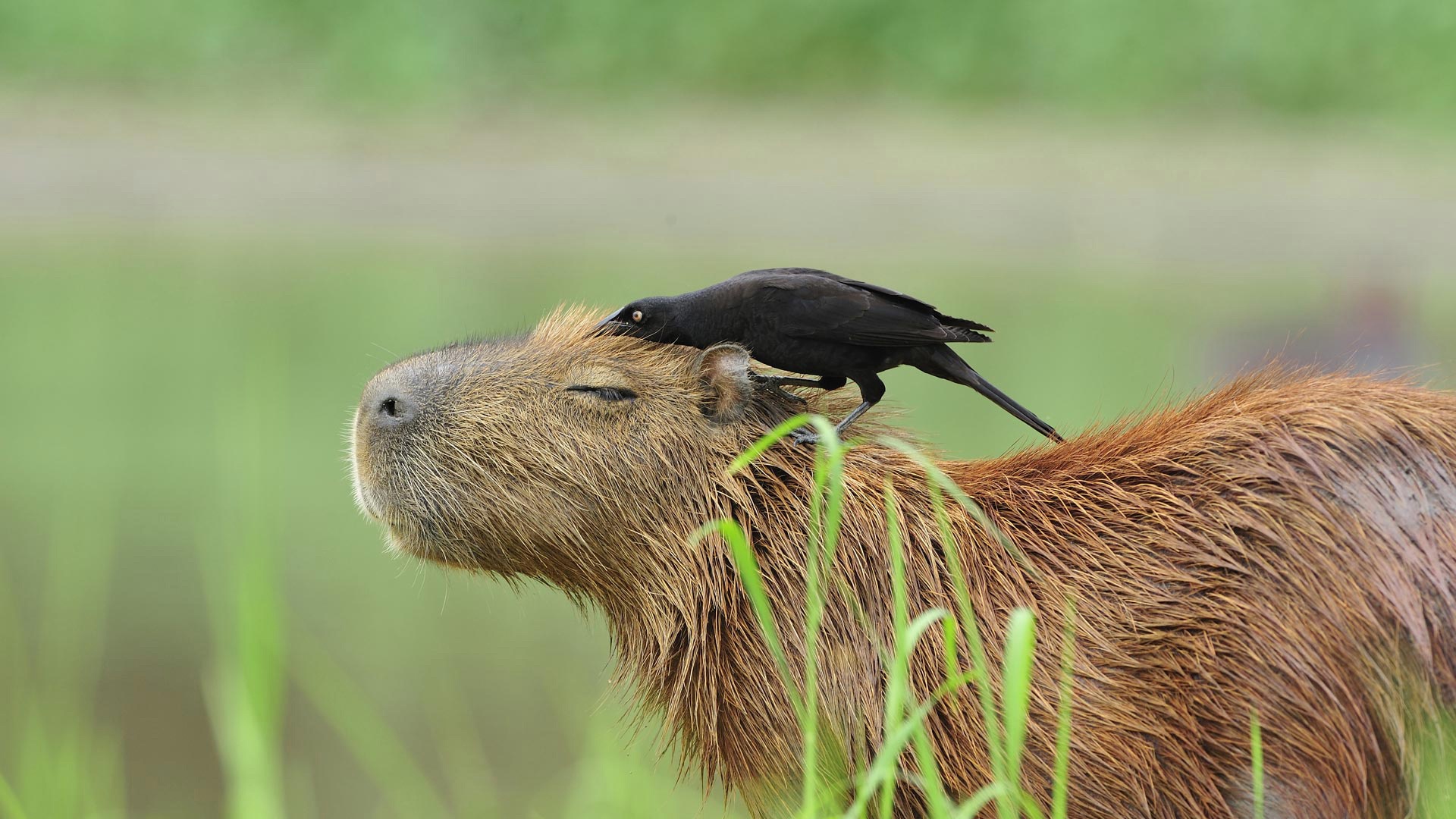 Wallpaper Brazil, The Capybara, The Pantanal, A Large Ox Bird For Mobile And Desktop, Section животные, Resolution 1920x1080