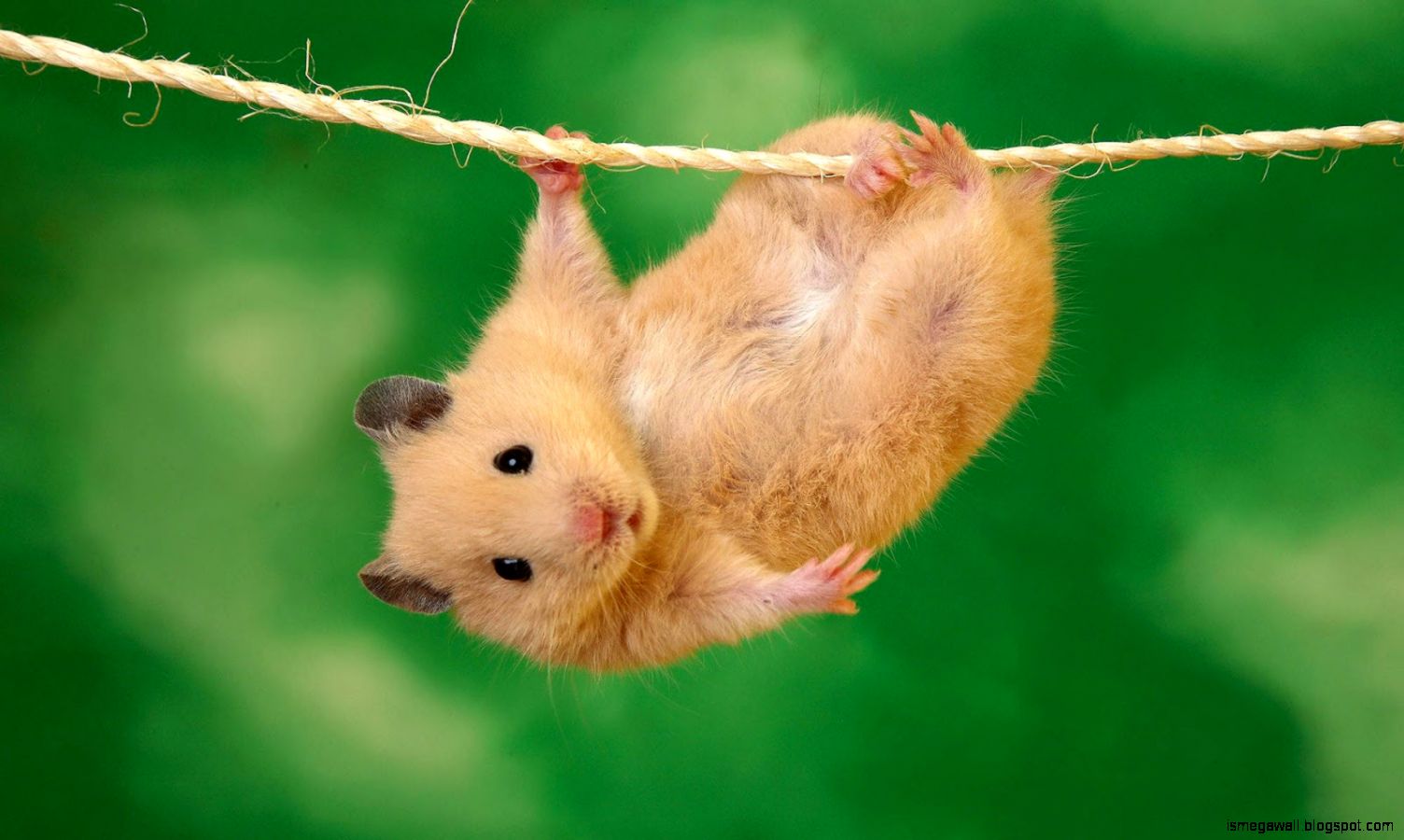 Hamster Cute Animal Desktop Wallpaper HD Animals HD Wallpaper & Background Download