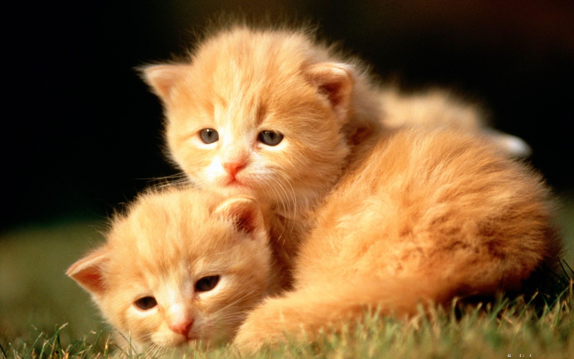 Cute Baby Animal Cats Desktop Pics. Download