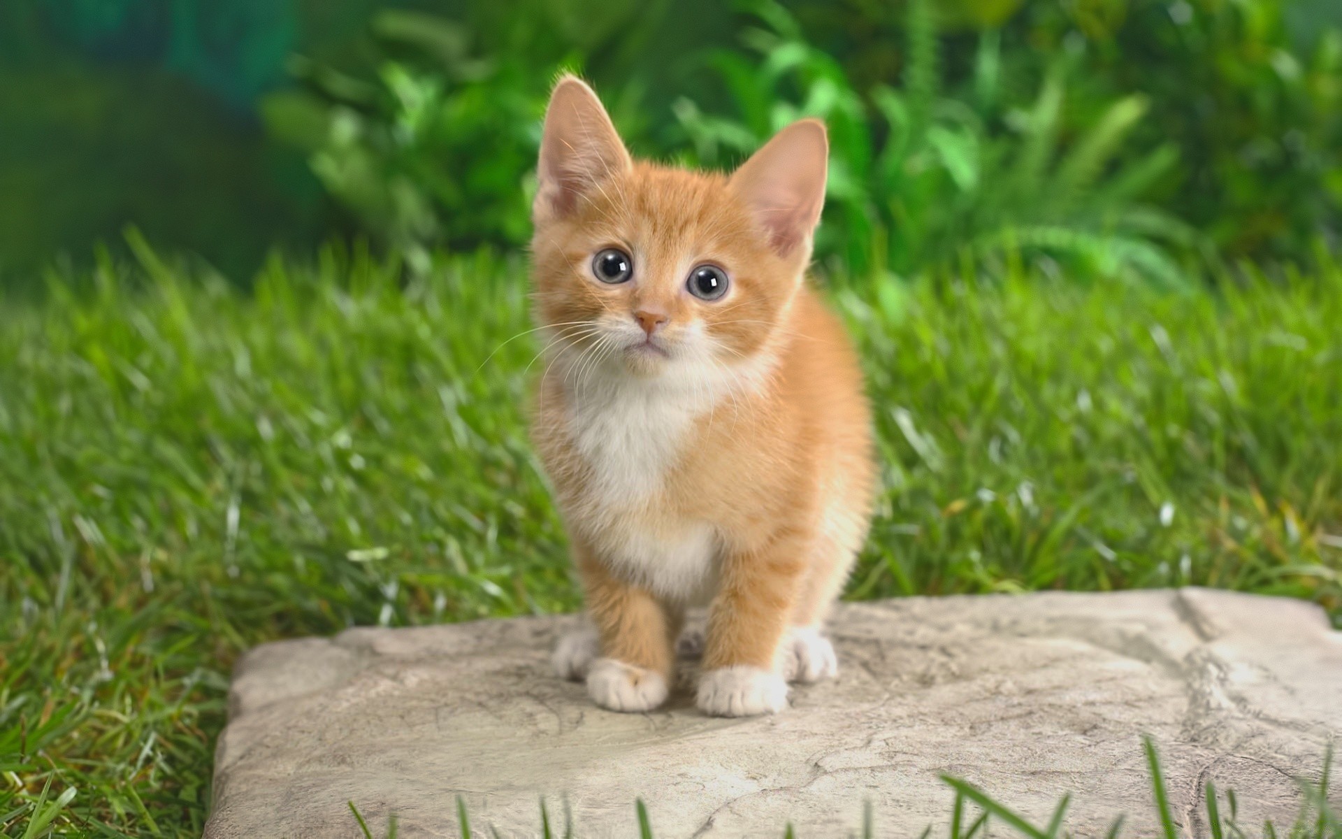 A little red kitten with blue eyes