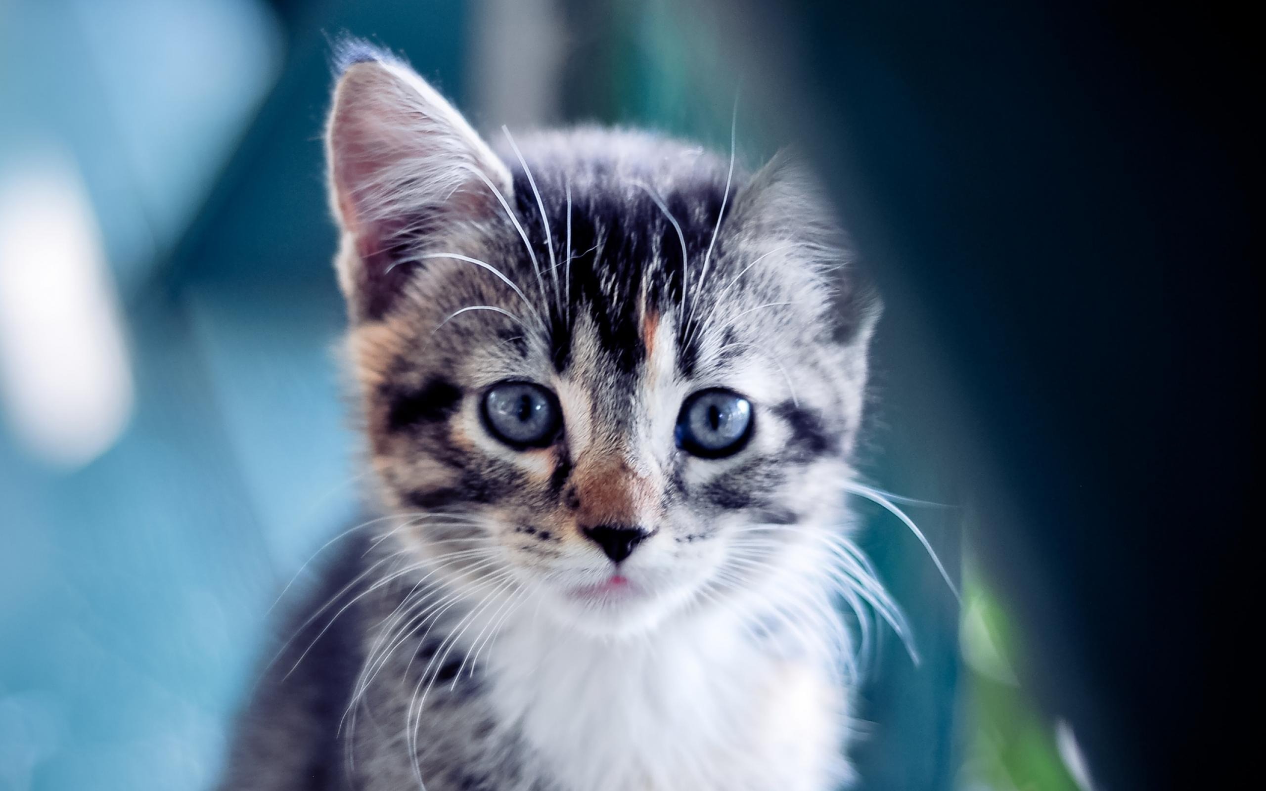 Cute Kitten Fluffy Animal Desktop Wallpaper