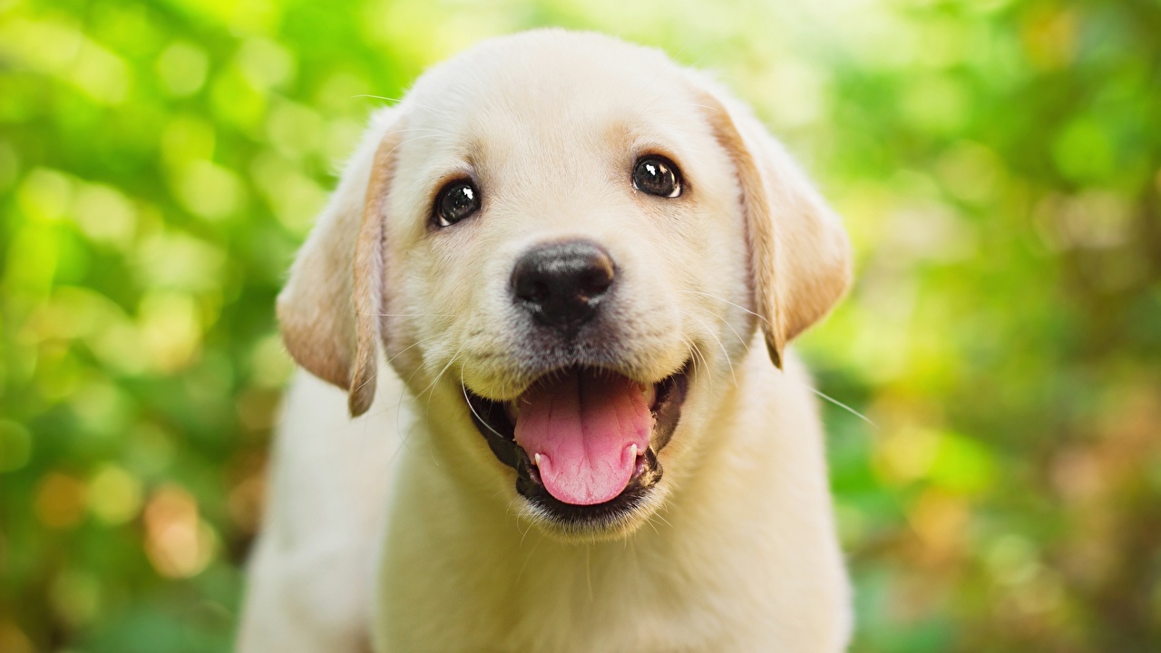 Desktop Wallpaper Retriever dog Cute Beautiful White Tongue Head