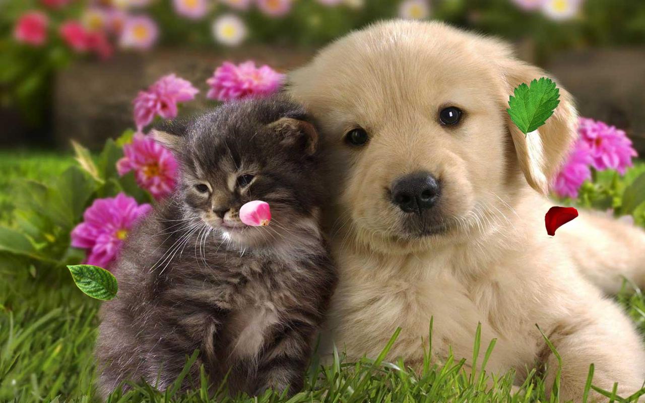 Cute Spring Animals Wallpaper, HD Cute Spring Animals Background on WallpaperBat