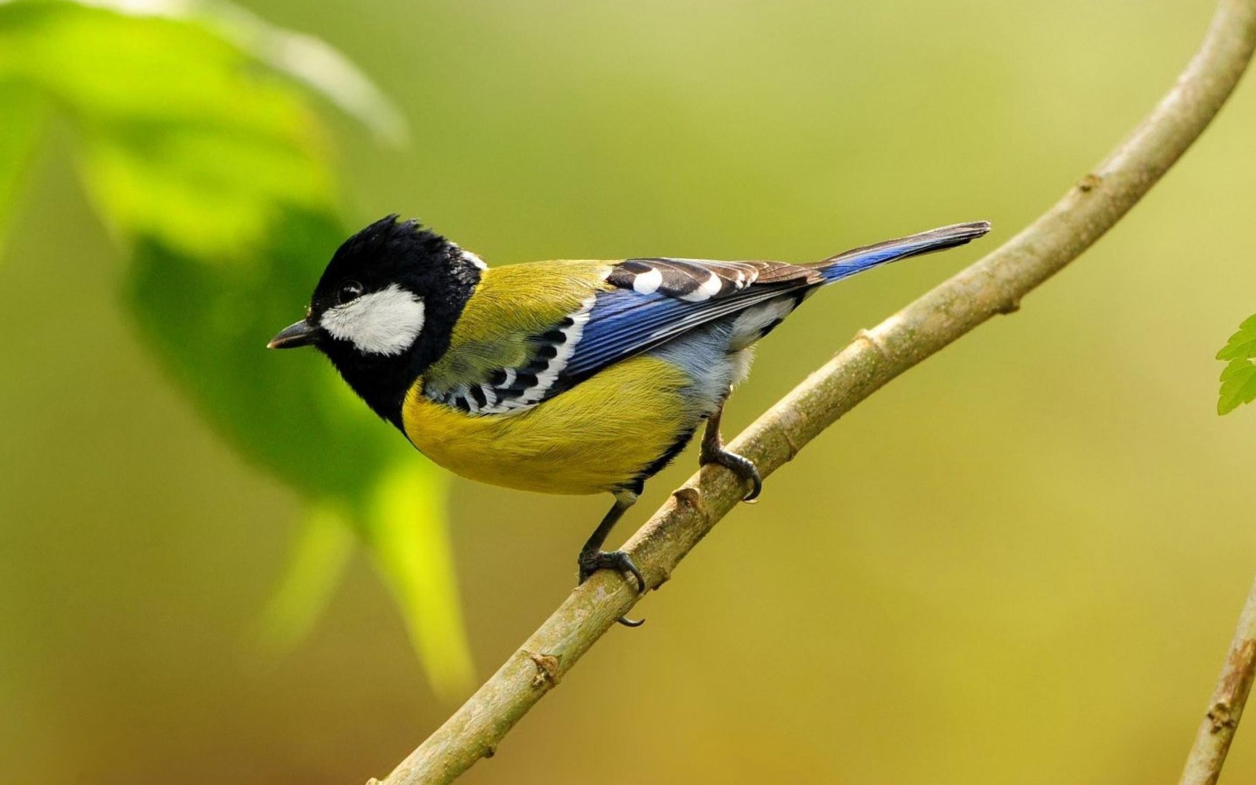 Yellow Cute Little Birds Animal Desktop Wallpaper