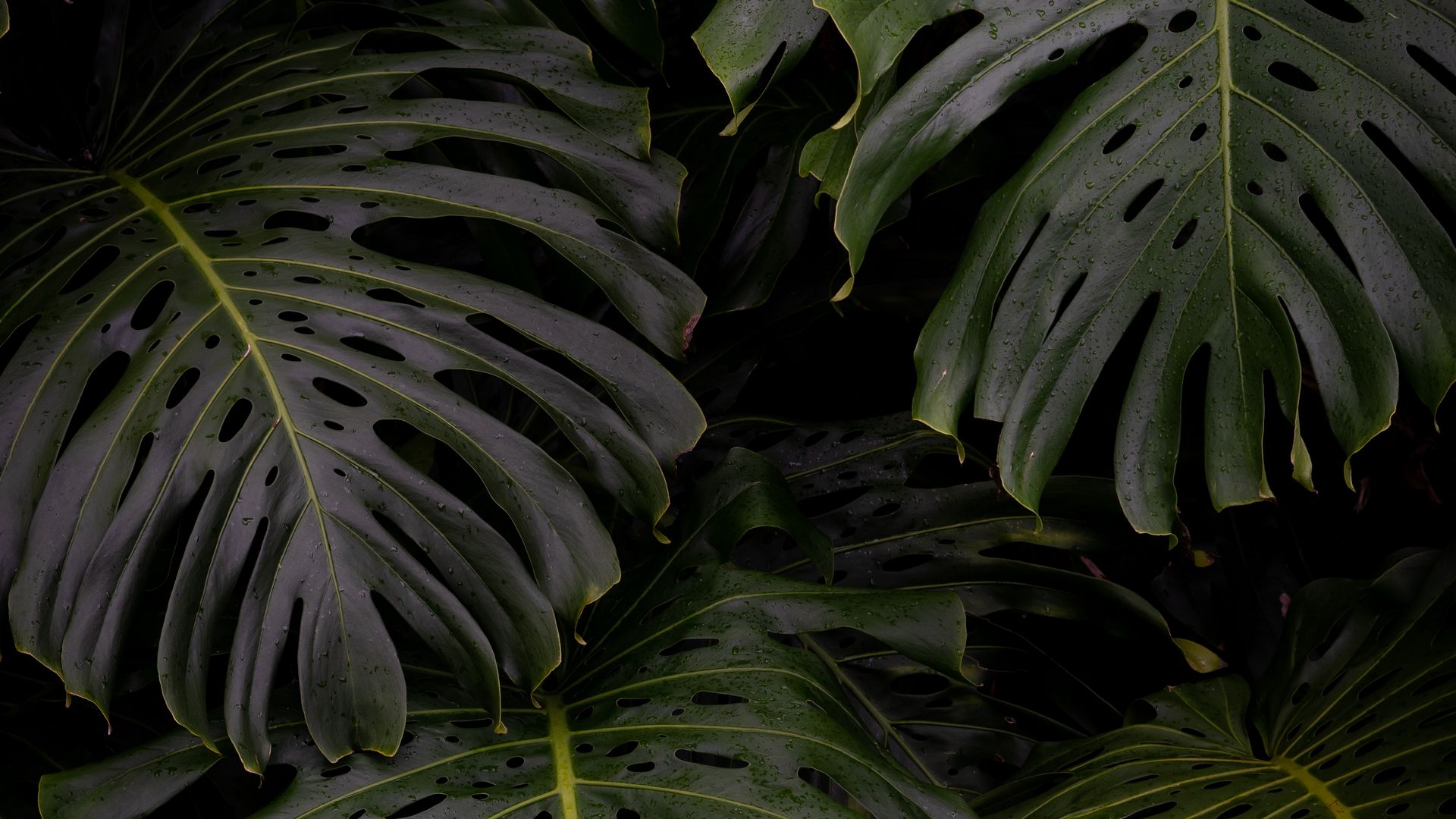 Download wallpaper 1920x1080 monstera, leaves, plant, green full hd, hdtv, fhd, 1080p HD background