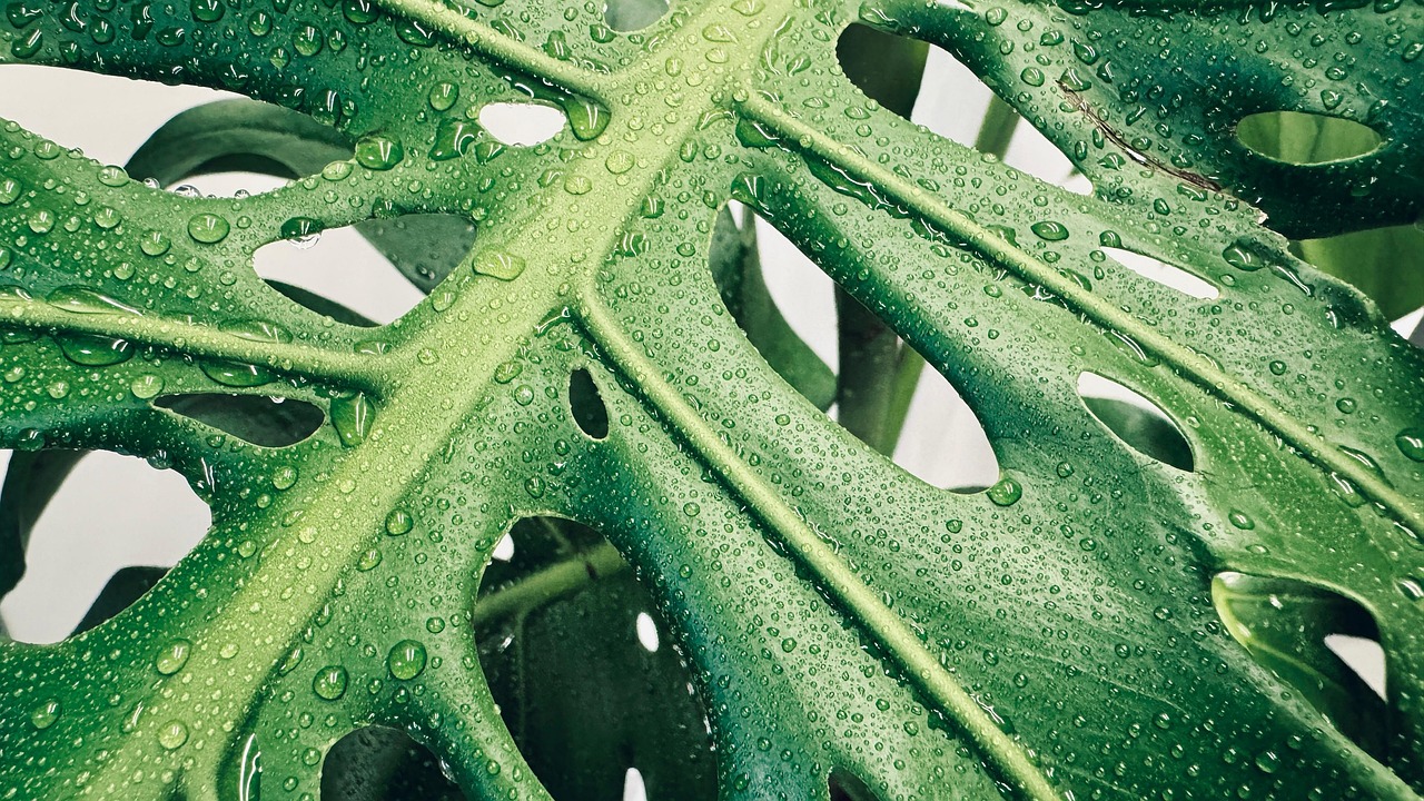 Monstera Deliciosa Plant Leaves