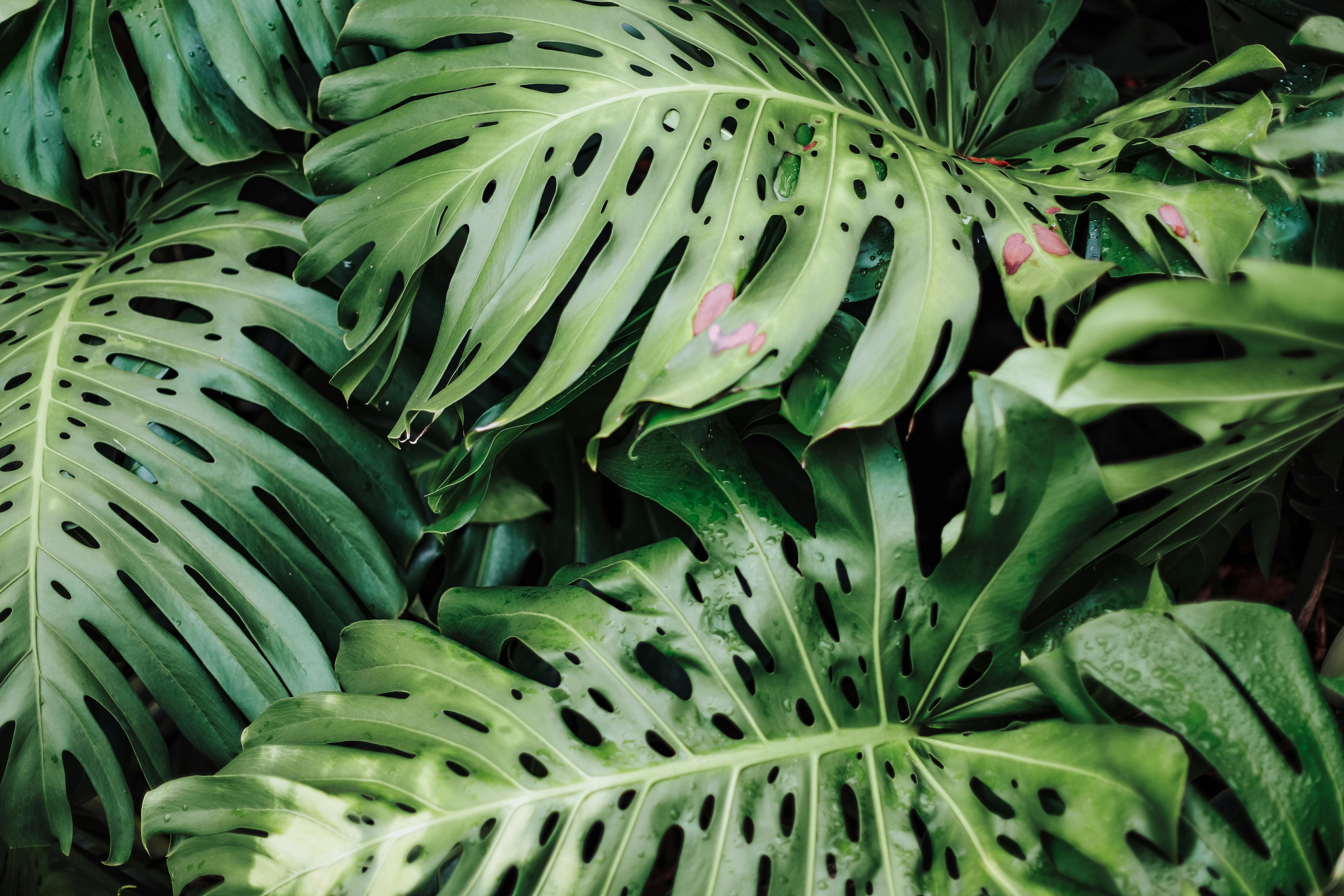 Giant Monstera Leaves · Free