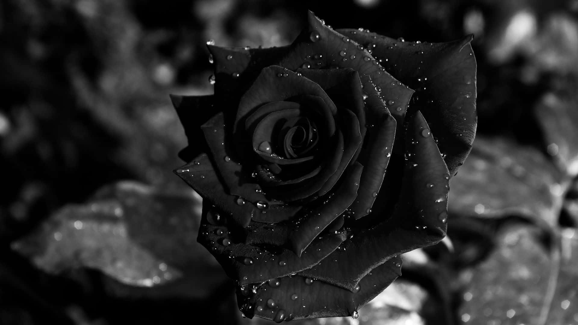 Download Wet Black Rose Aesthetic Wallpaper