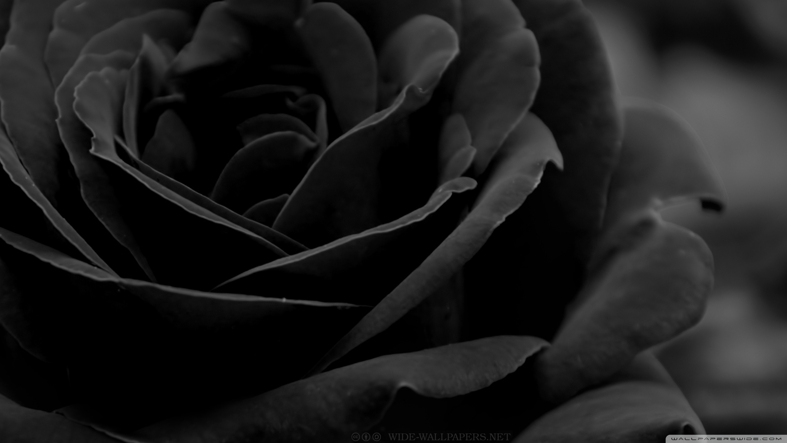 Image from black rose 3 wallpaper 2560×1440. BLACK ROSES AND HEART Black roses