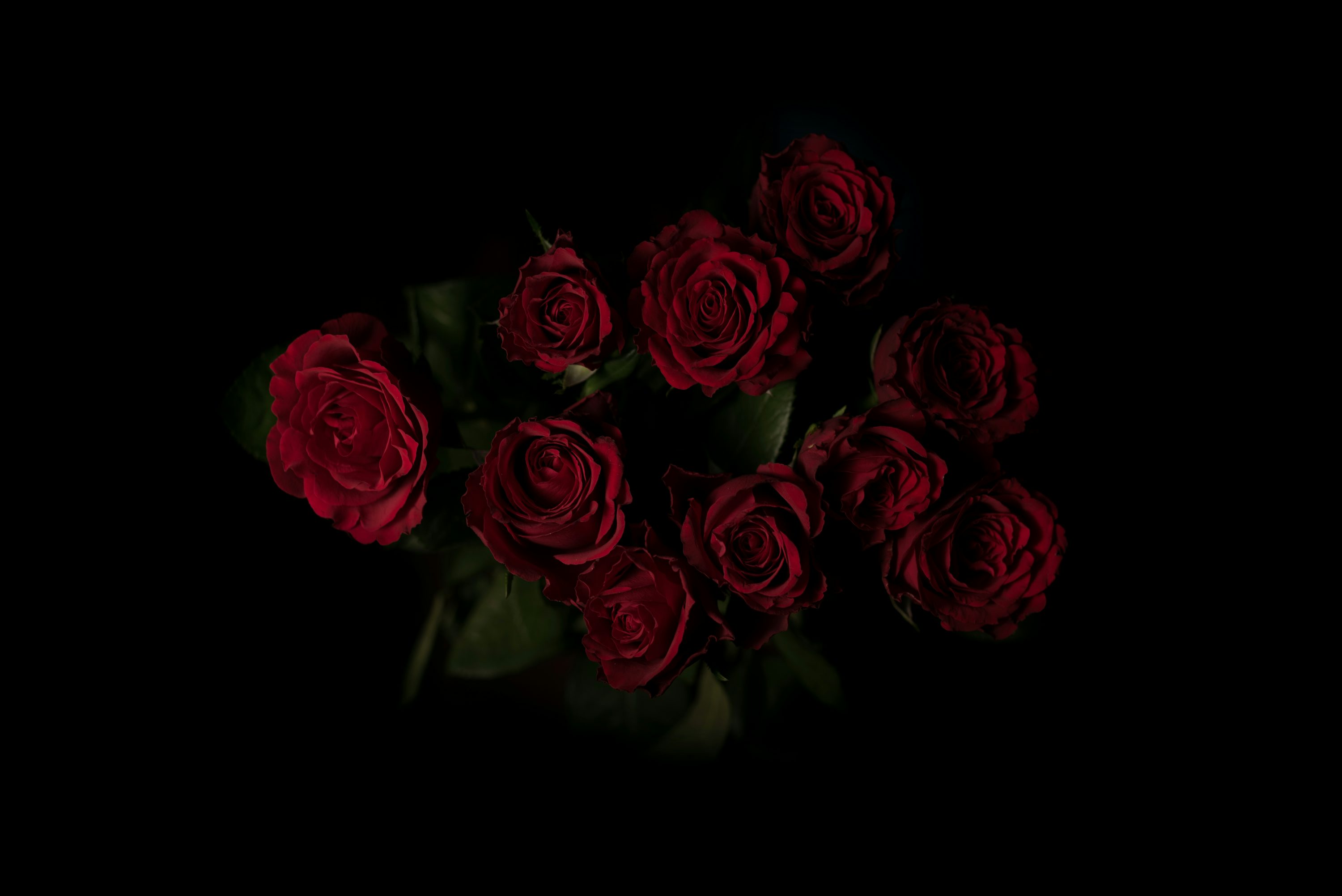 Dark Rose Picture. Download Free Image