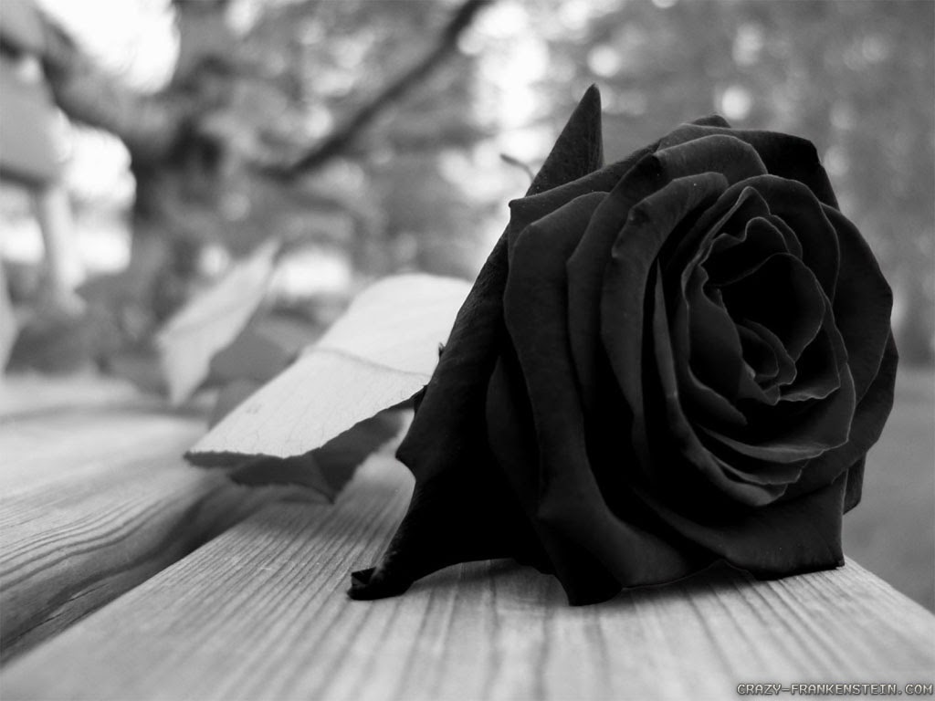 Gothic Black Rose Background Wallpaper 08800