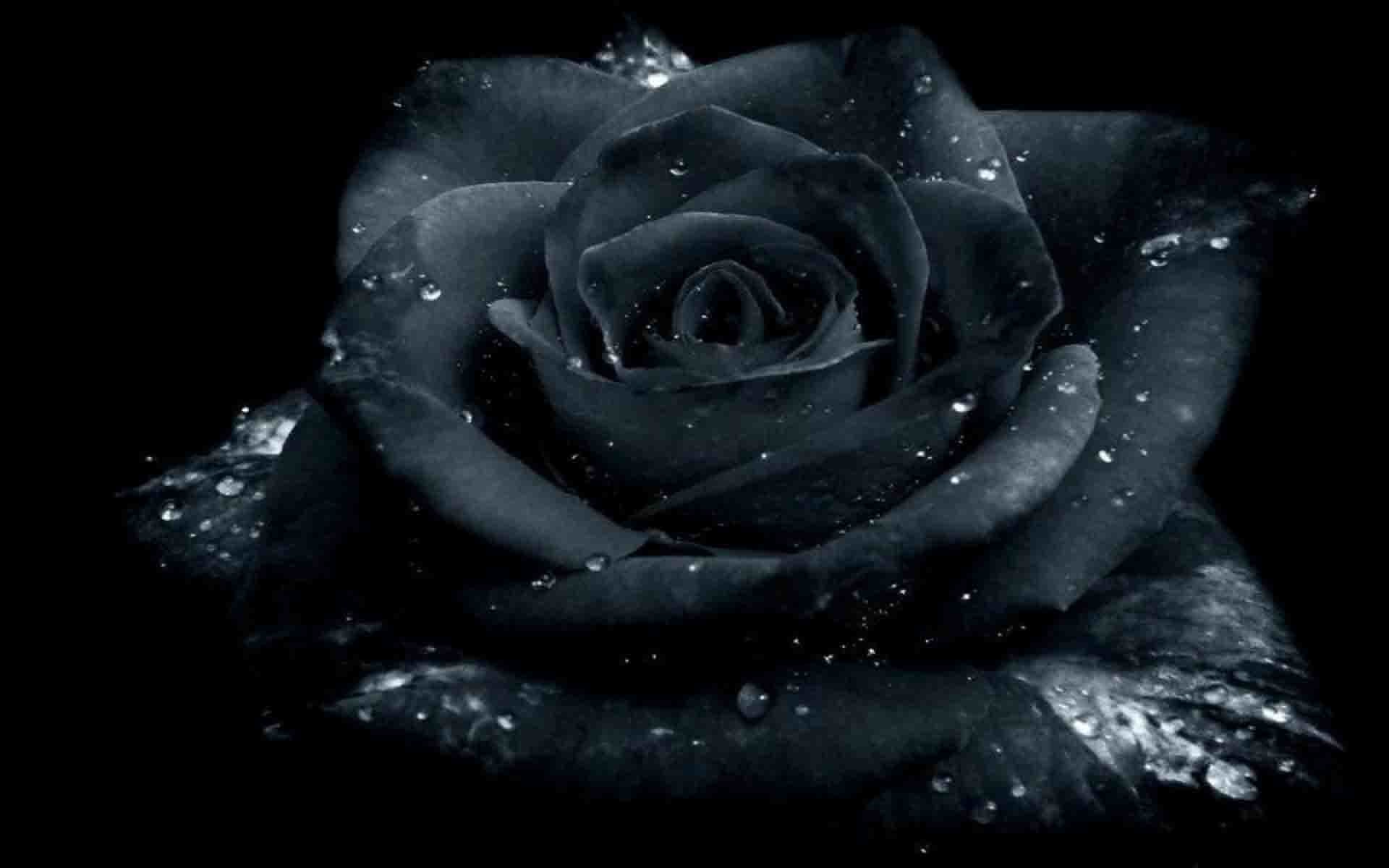 Black Rose Wallpaper HD Wallpaper & Background Download