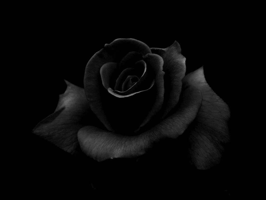 Gothic Black Rose Wallpaper HD 08807