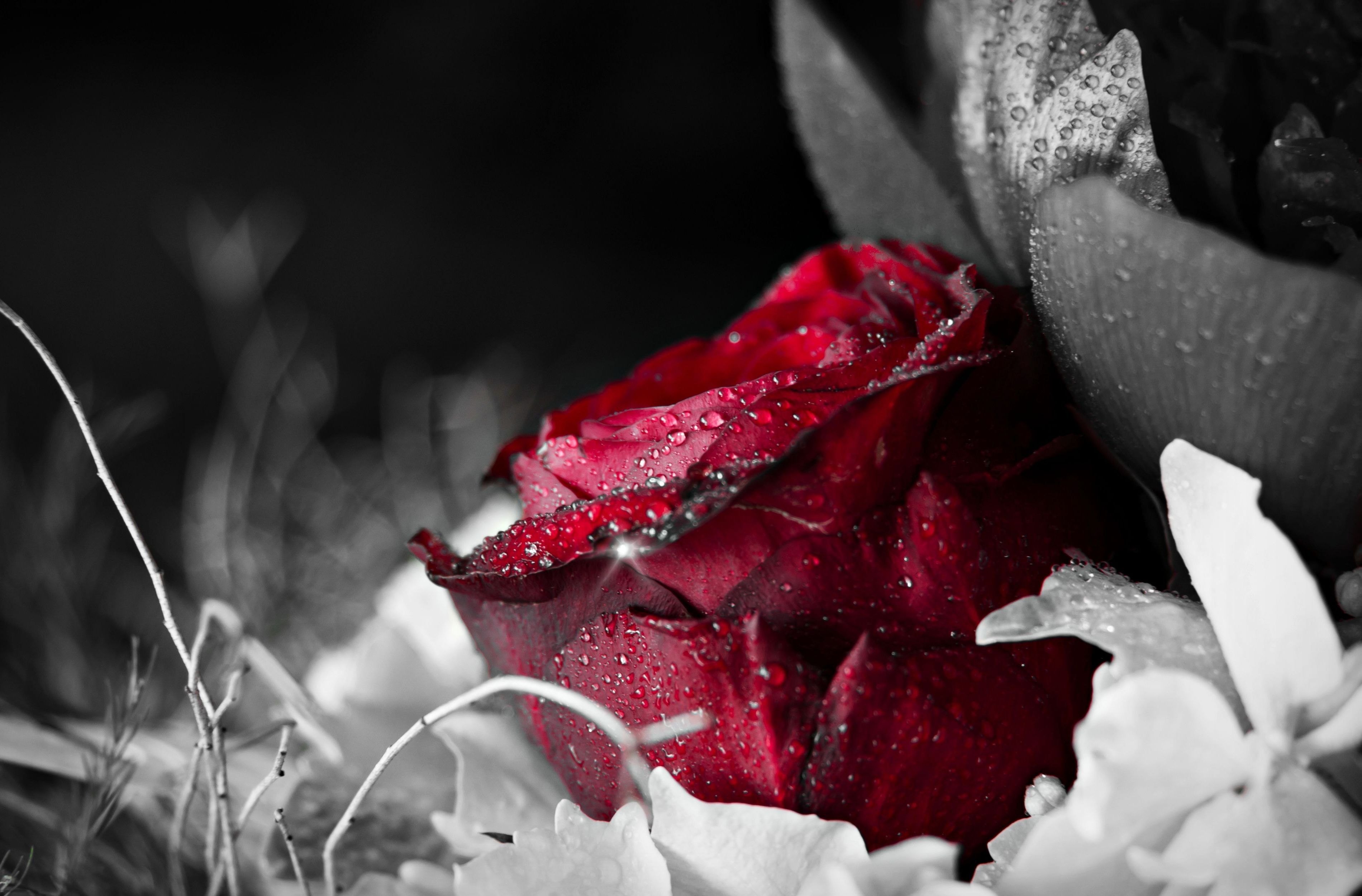 Wallpaper water, flowers, Rosa, background, Wallpaper, black, rose, drop for mobile and desktop, section цветы, resolution 3800x2500