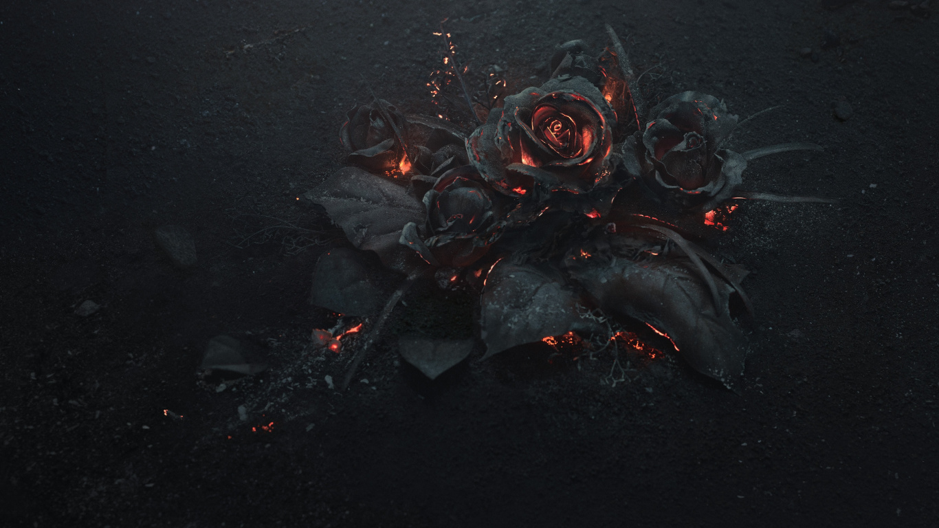Laptop Black Rose Wallpaper Free 1366x768 High Quality Background