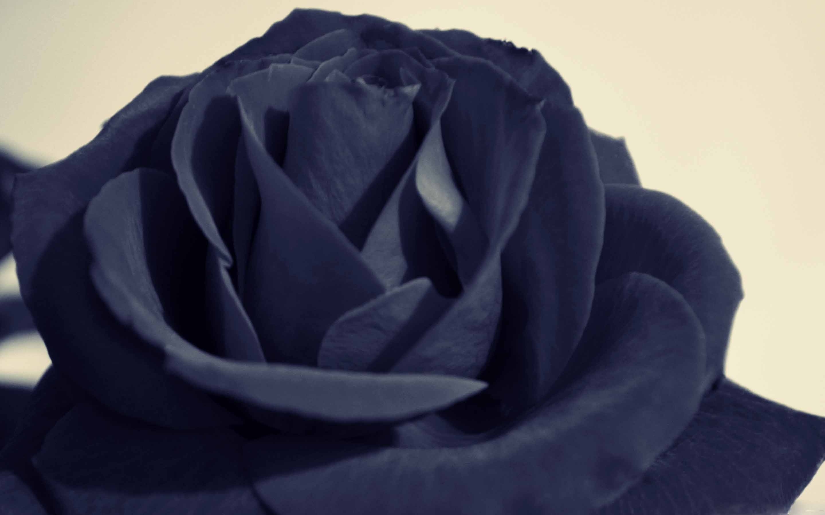 Black Rose MacBook Air Wallpaper Download