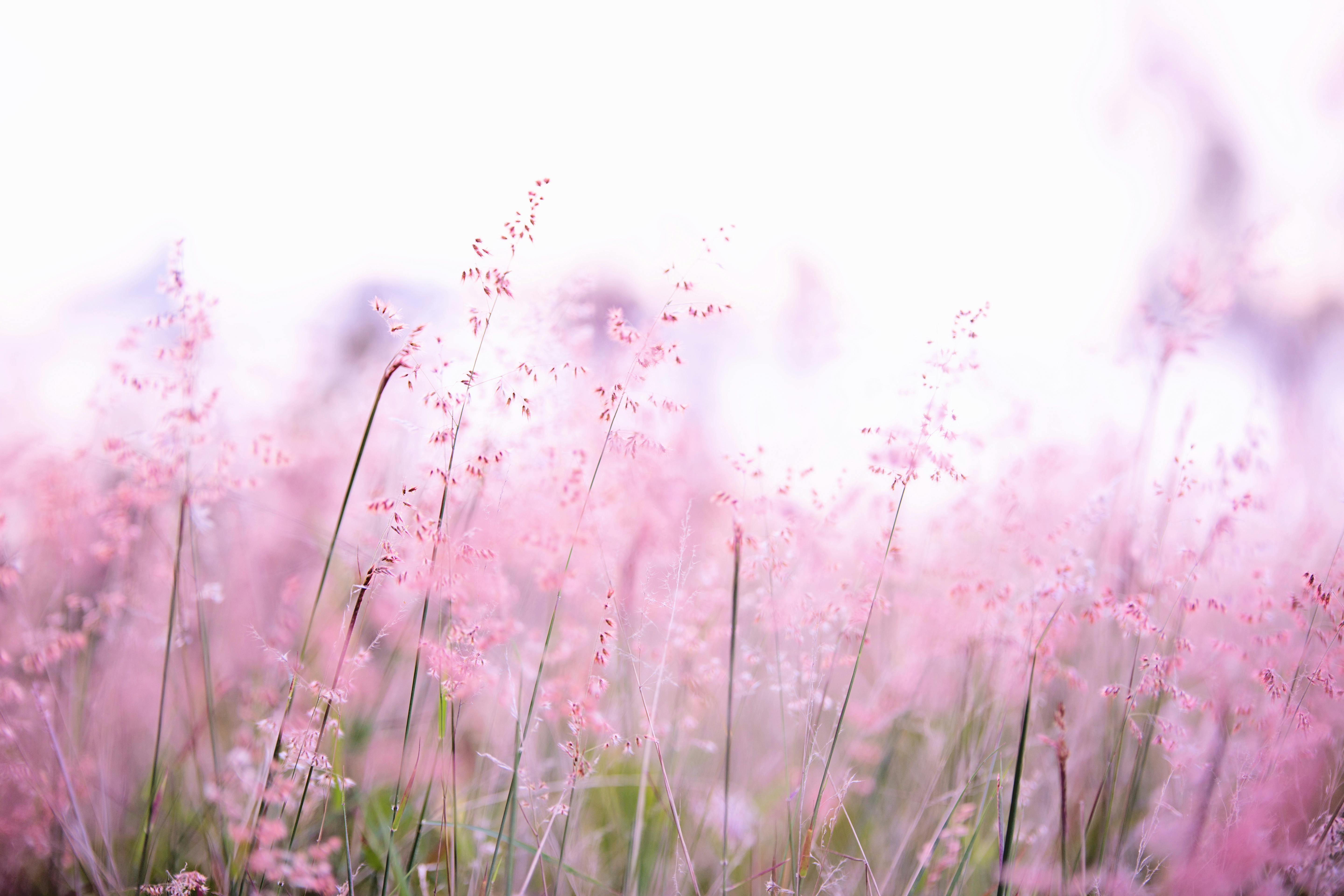 Flower Field Photo, Download The BEST Free Flower Field & HD Image