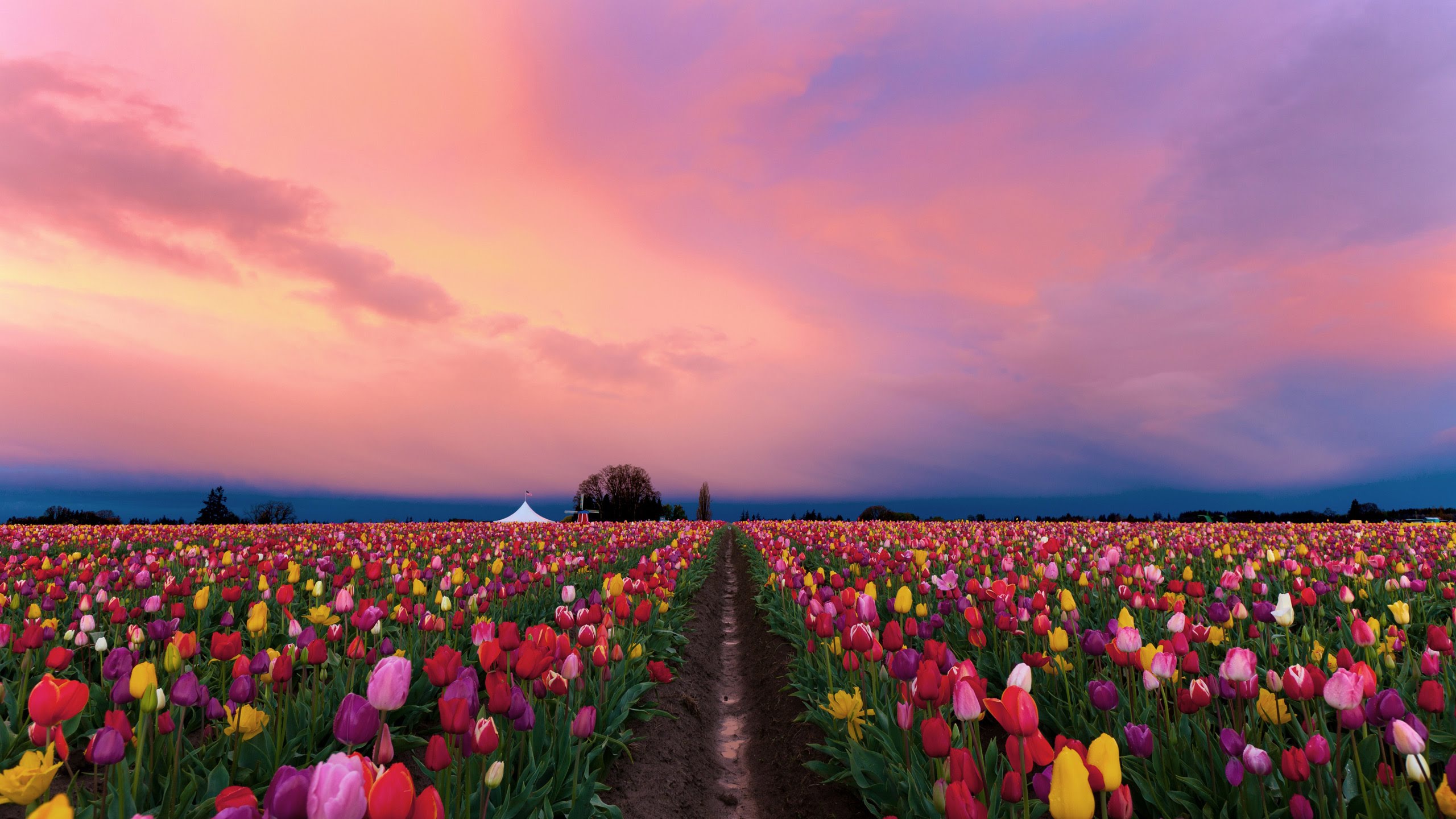 Flower Field Desktop Wallpapers - Wallpaper Cave, image size:2560x1440