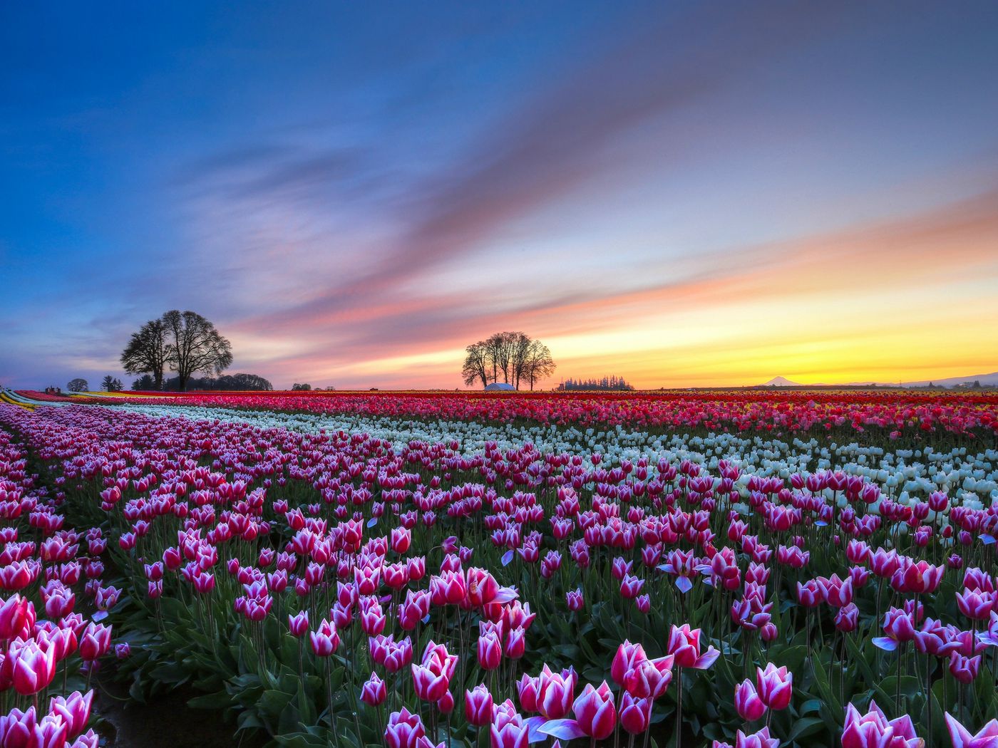 Download wallpaper 1400x1050 field, tulips, colorful, flowers, trees, evening, sunset, sky, clouds standard 4:3 HD background