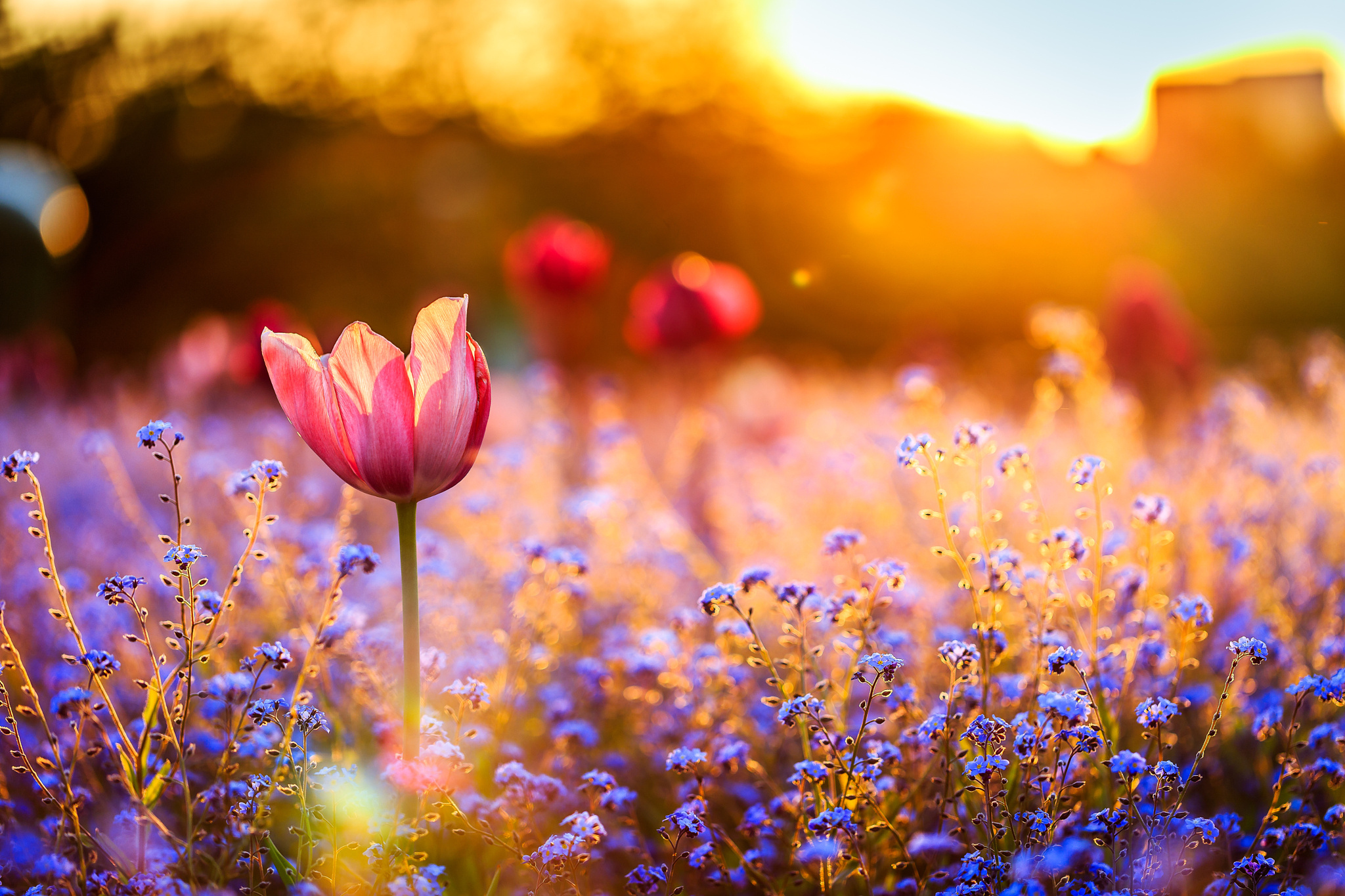 Wallpaper field, sunset, flowers, Tulip for mobile and desktop, section цветы, resolution 2048x1365