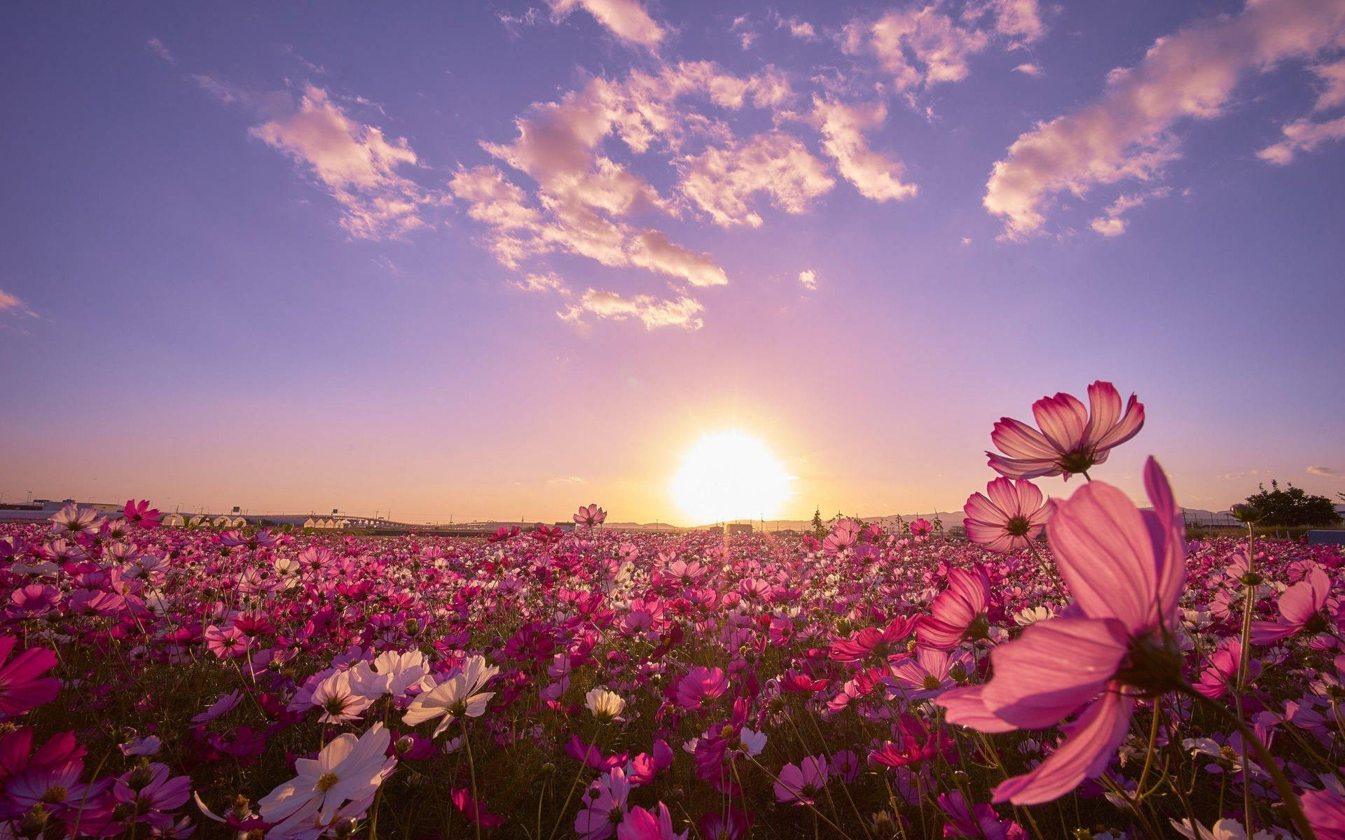 Download Sunny Cosmos Flower Field Wallpaper