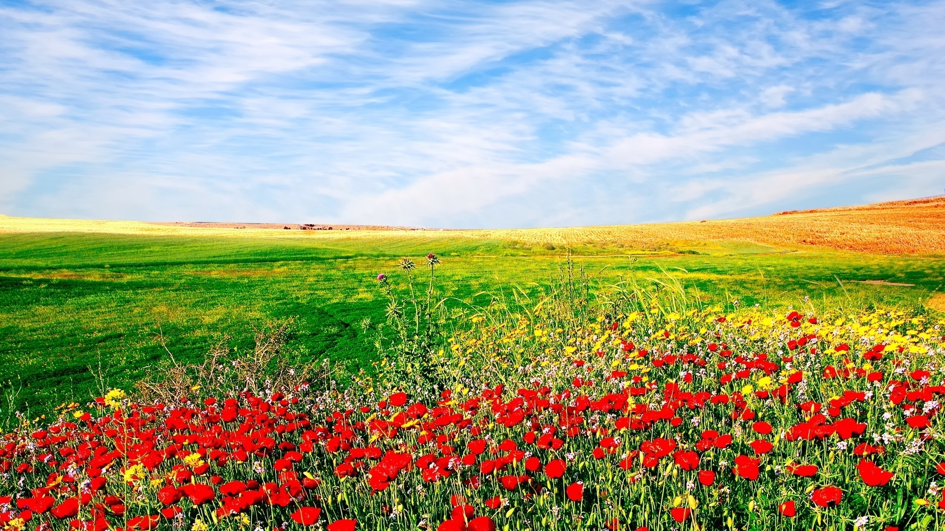 nature, Flowers, Sown, Field, Landscape, Sky Wallpaper HD / Desktop and Mobile Background
