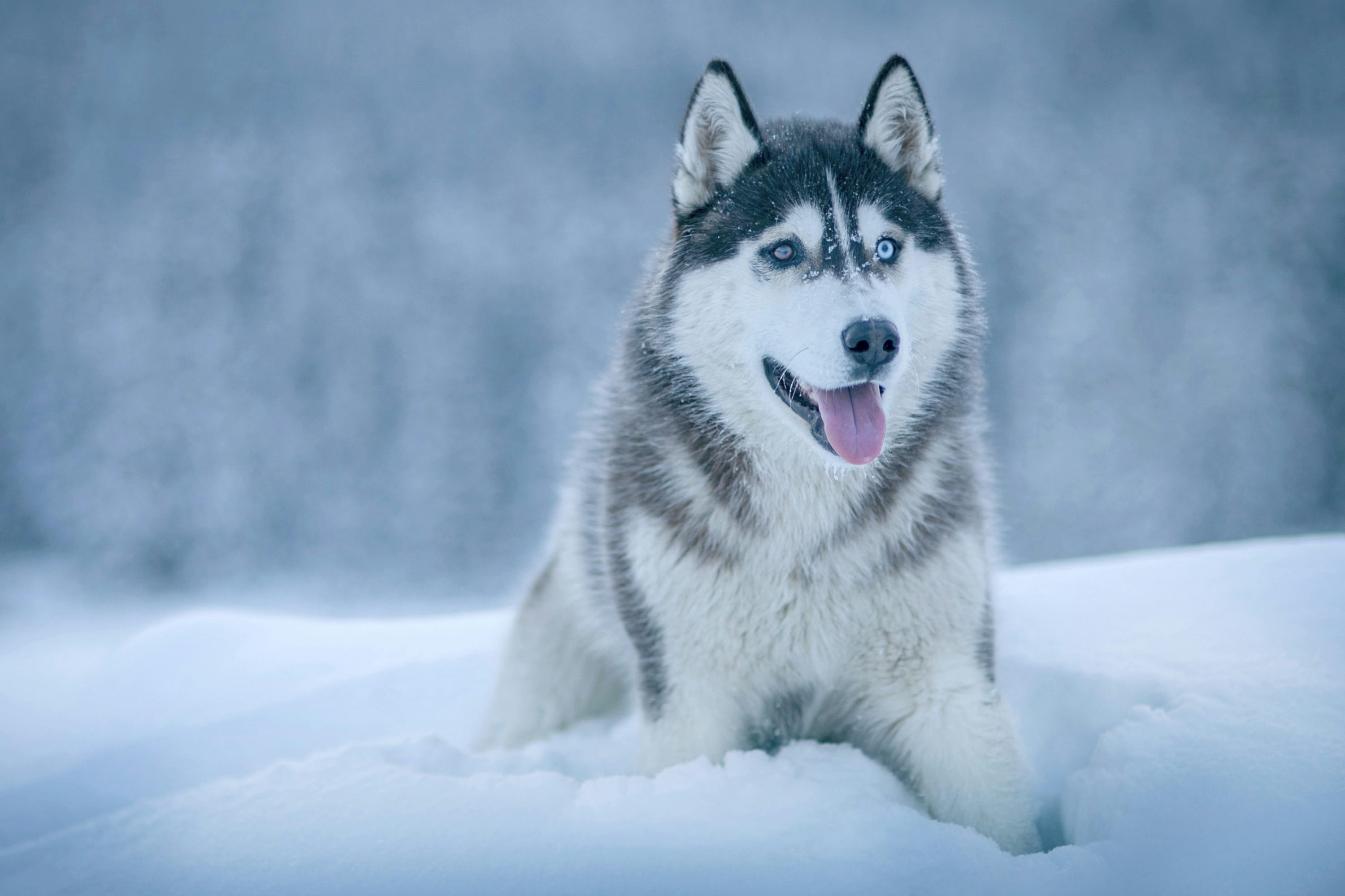 Siberian Husky Picture. Download Free Image