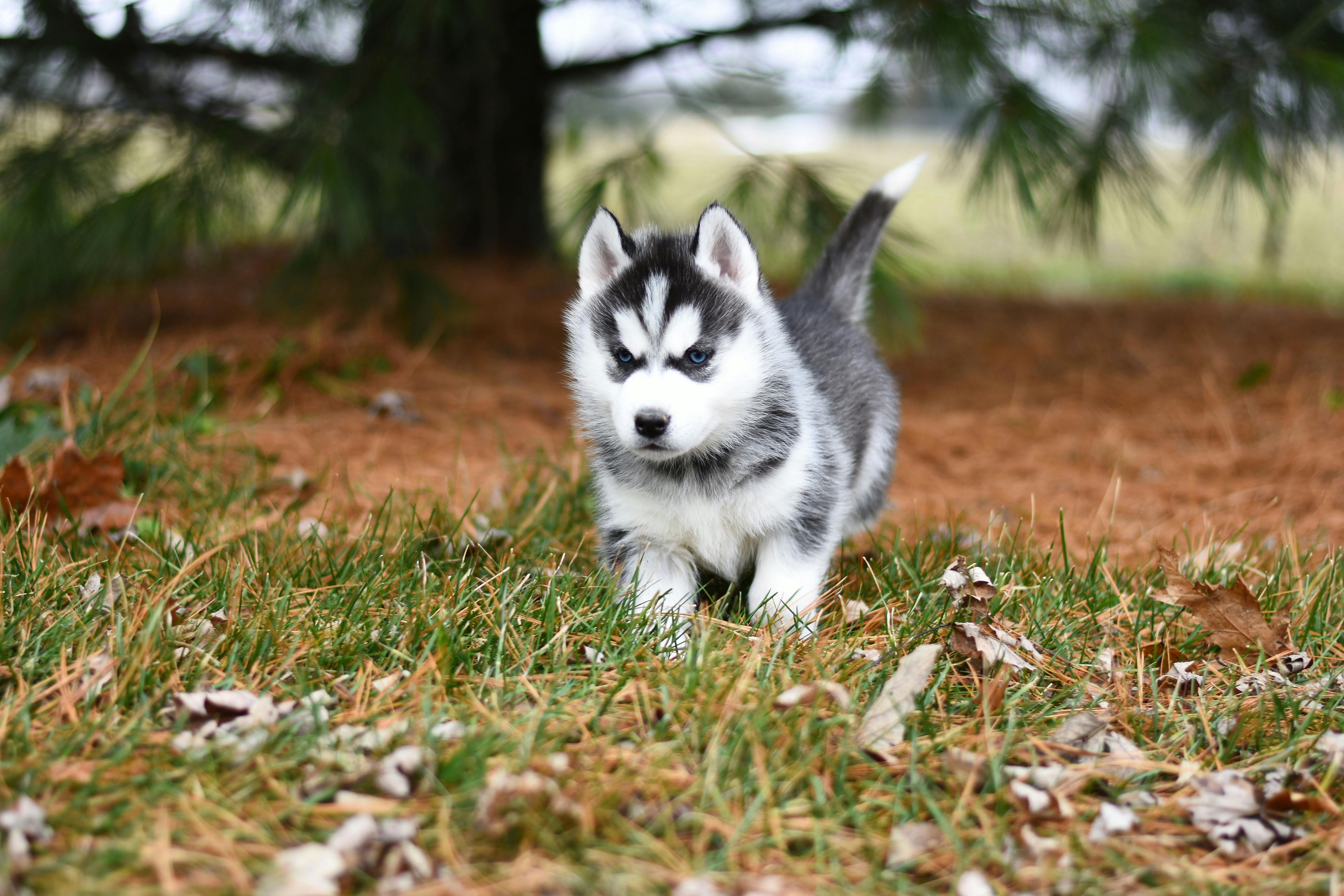 Husky Puppy Photo, Download The BEST Free Husky Puppy & HD Image