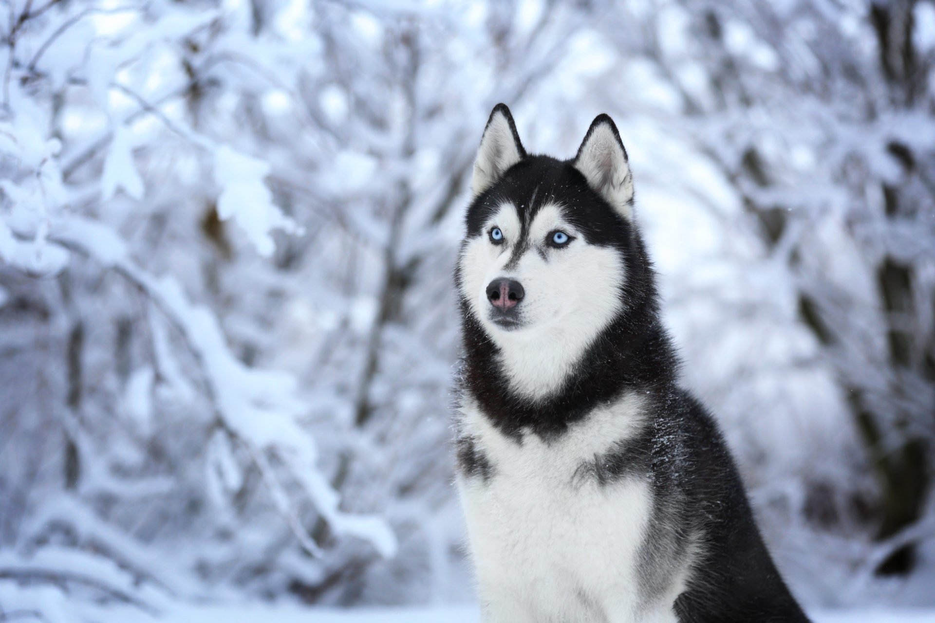 Siberian Husky Background HD Wallpaper 79526
