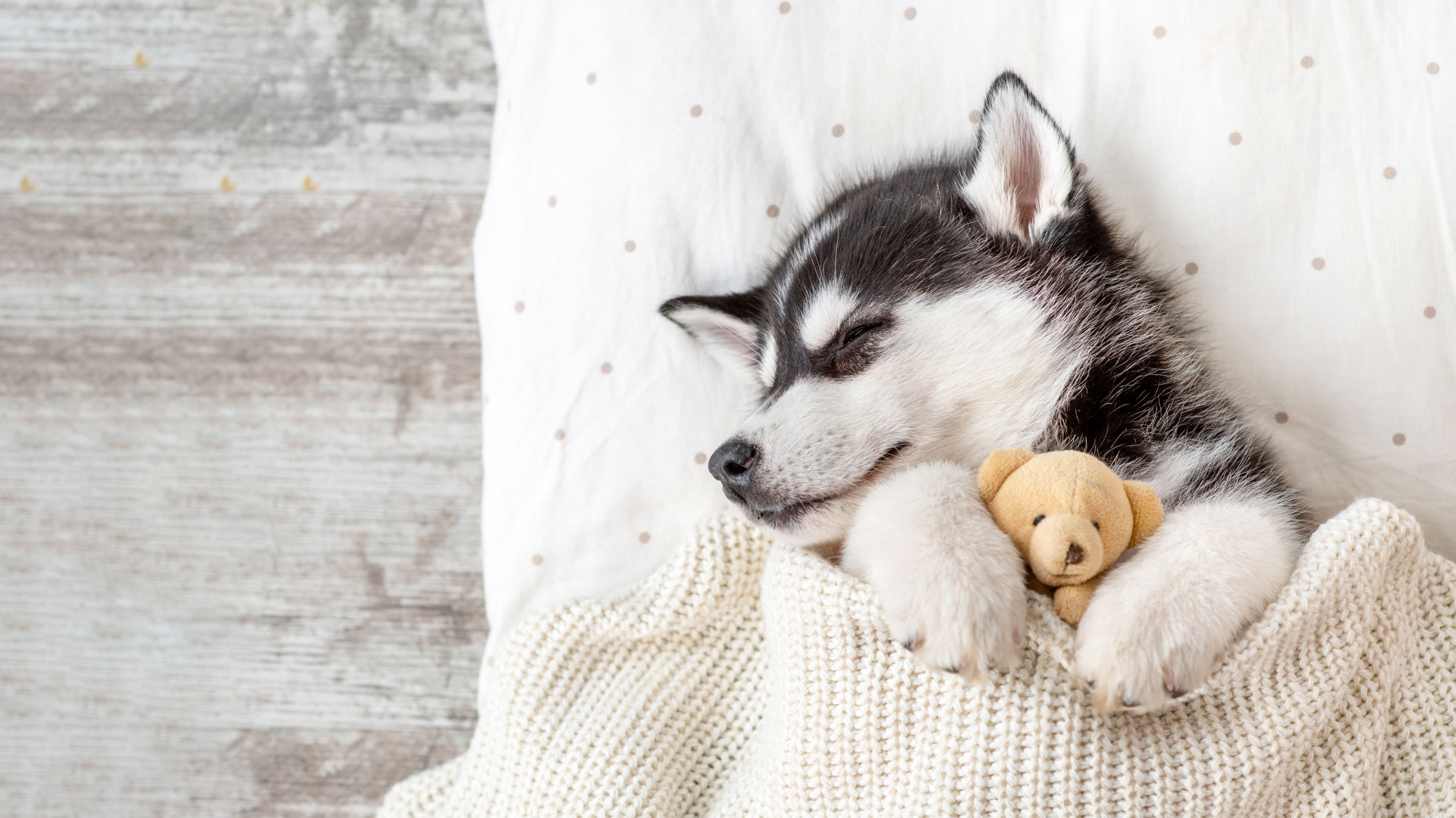 Siberian Husky Wallpaper 4K, Teddy bear, Breed Dog, Adorable