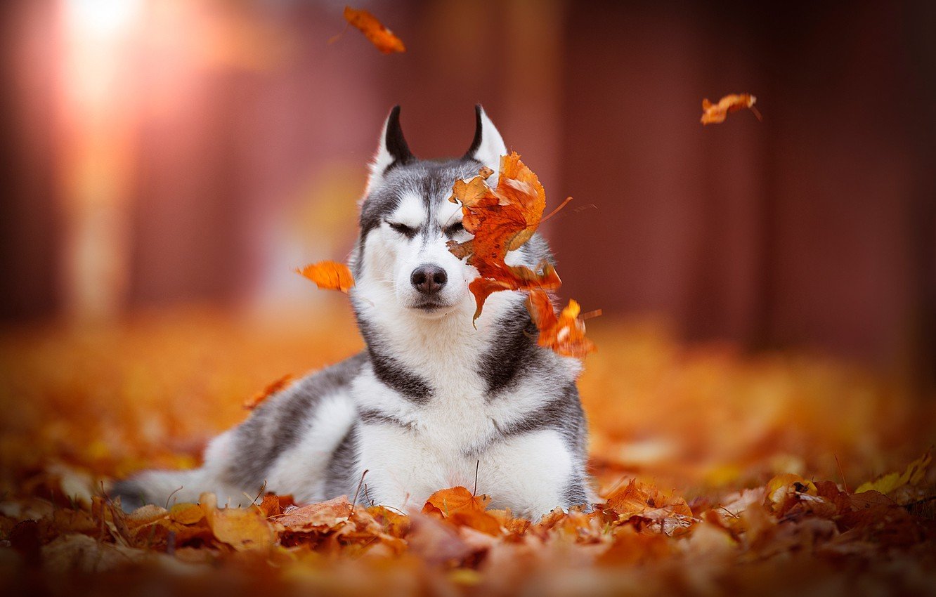Siberian Husky HD Desktop Wallpaper 79535