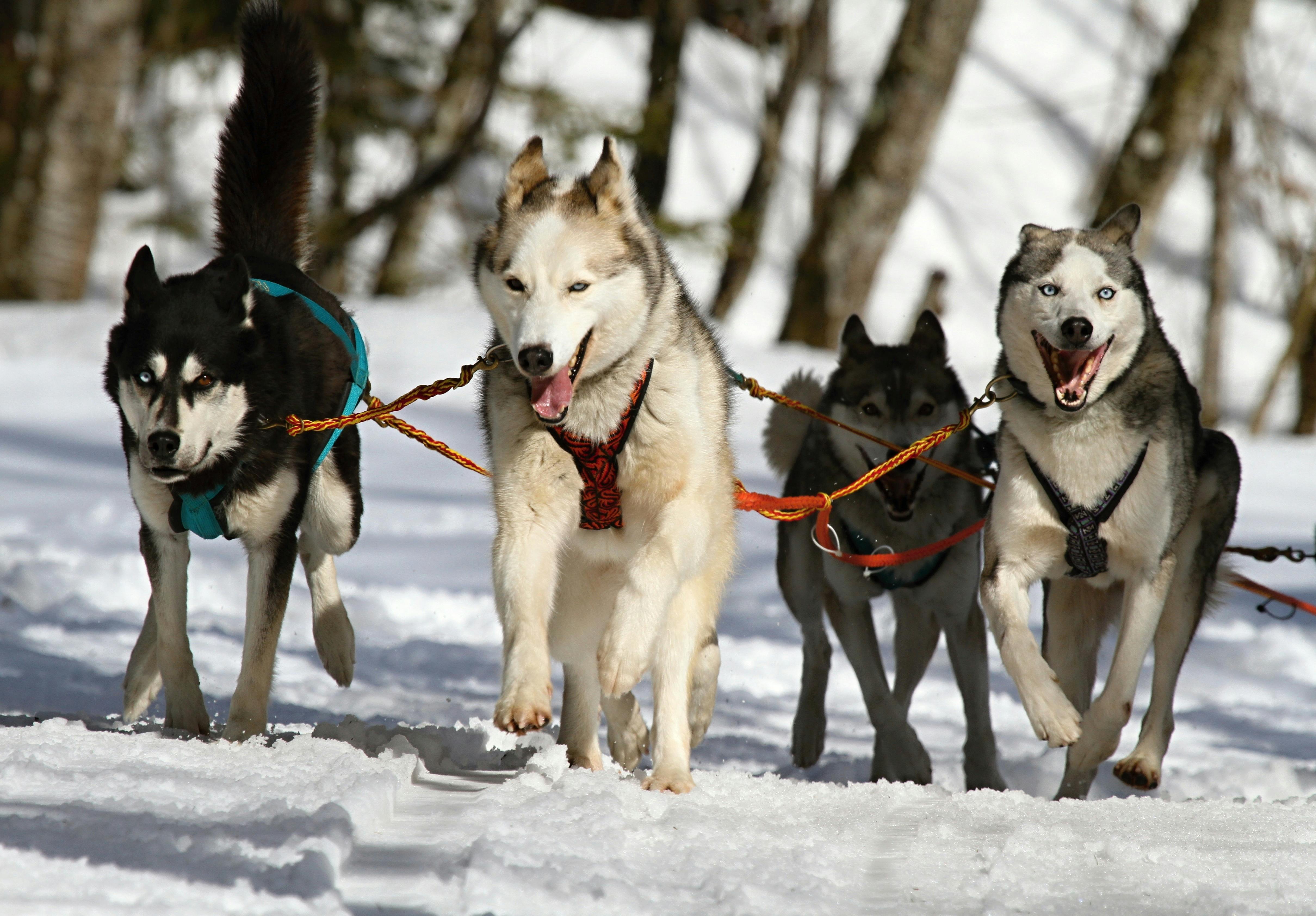 Siberian Husky Photo, Download The BEST Free Siberian Husky & HD Image