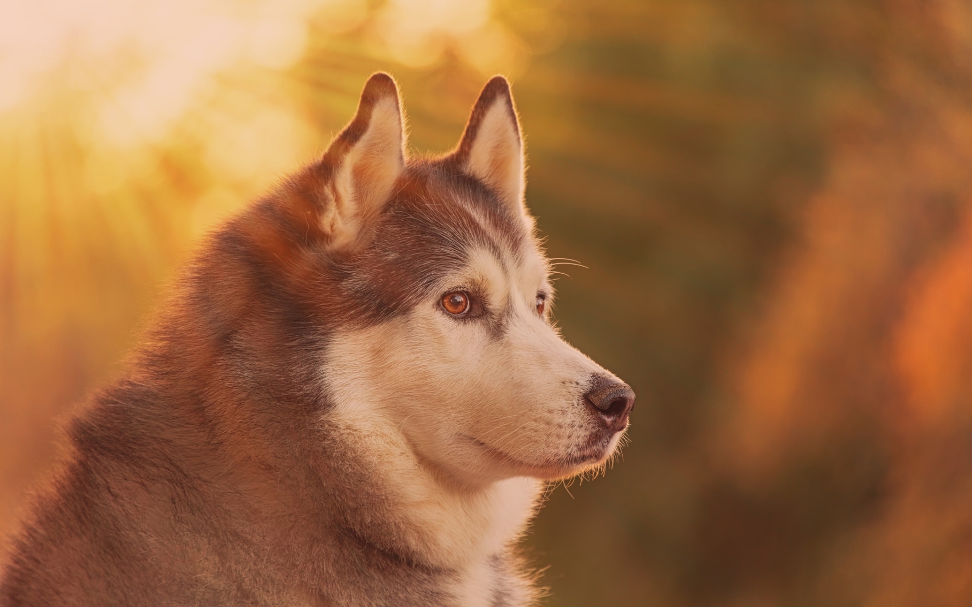 Wallpaper Brown and White Siberian Husky, Background Free Image