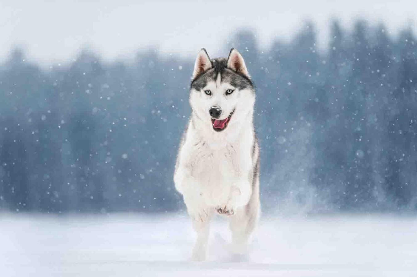 Siberian Husky Desktop Wallpaper 79532