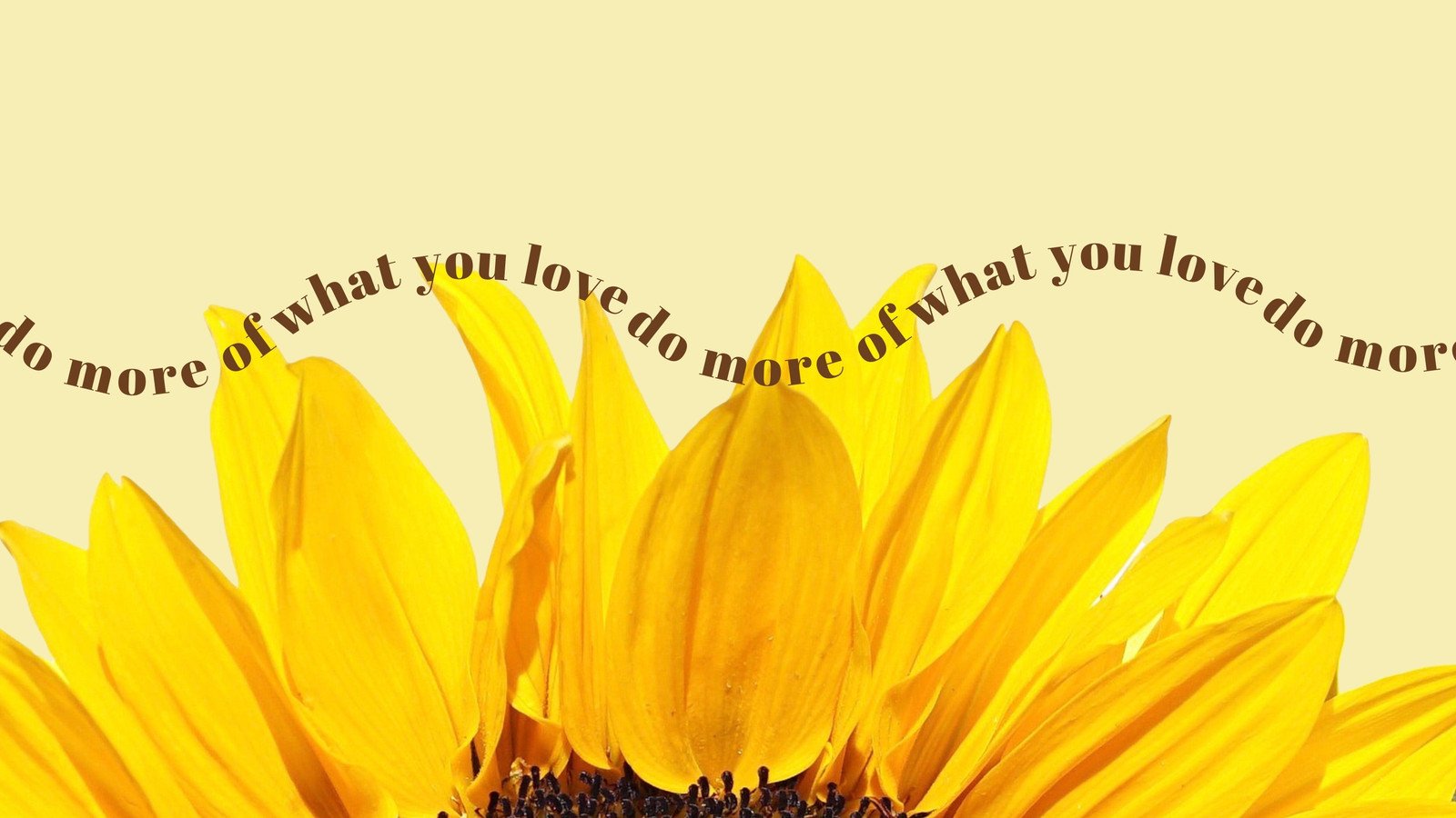 wallpaper sunflower