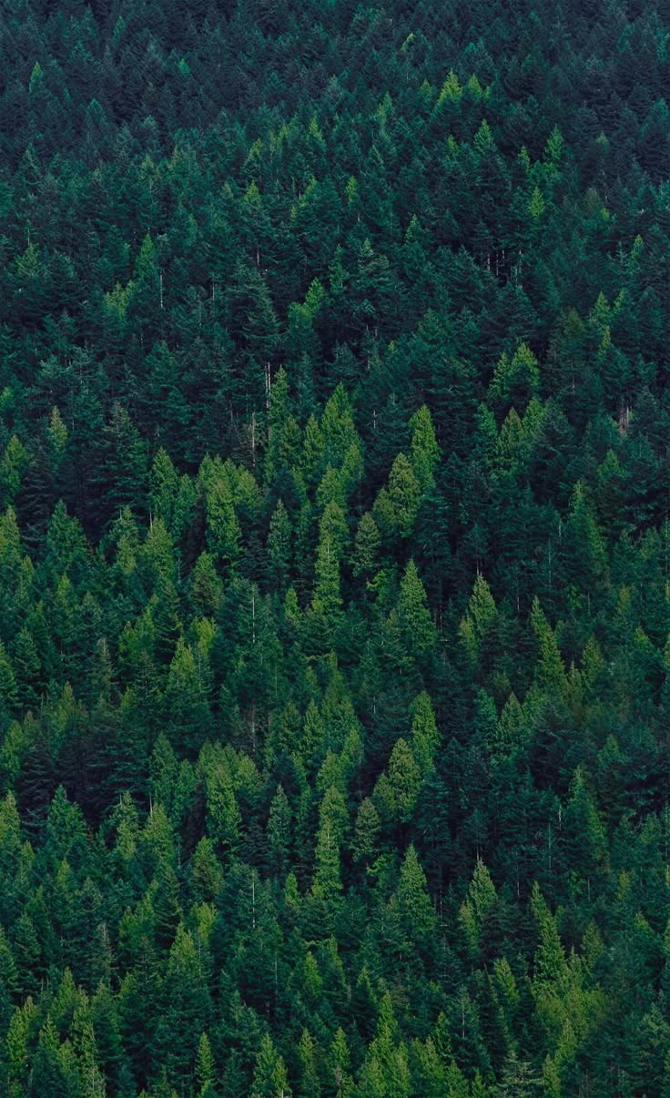 Forest Trees phone wallpaper