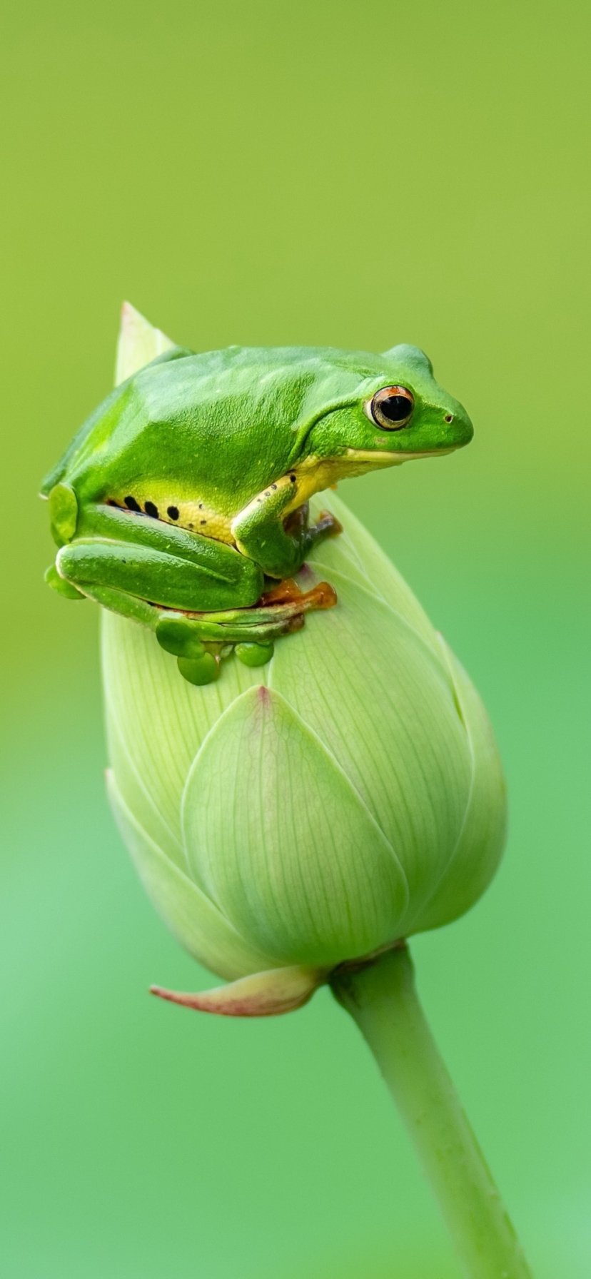 Download Amphibian Animal Frog Phone Wallpaper