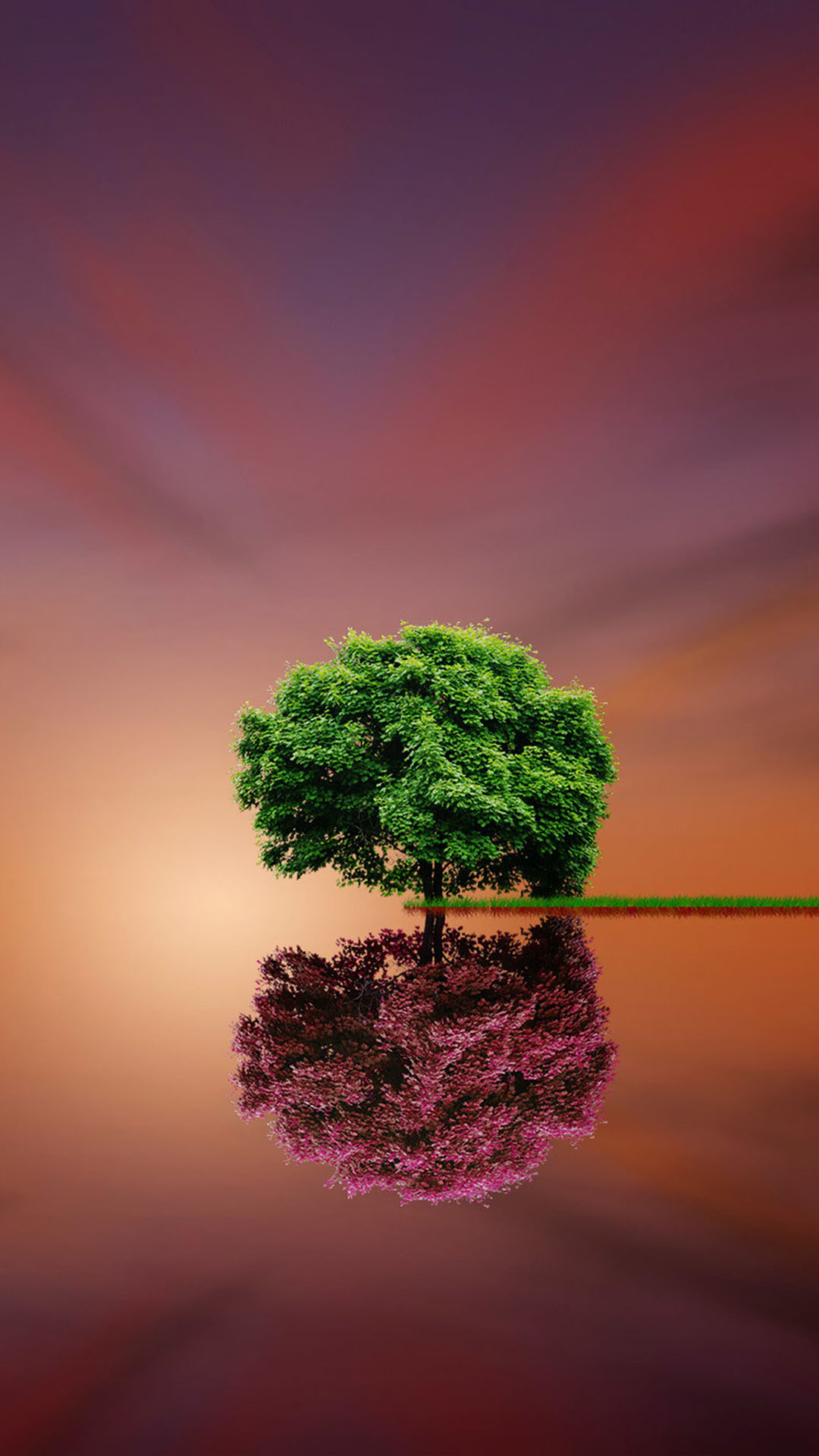 Tree Reflection Green Volet Tree Wallpaper & Background Download