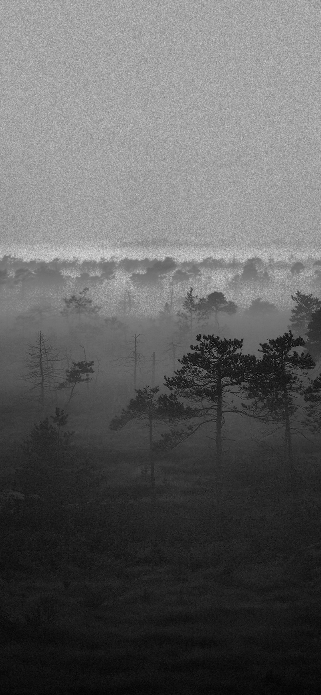 iPhone wallpaper. sunset wood nature dark